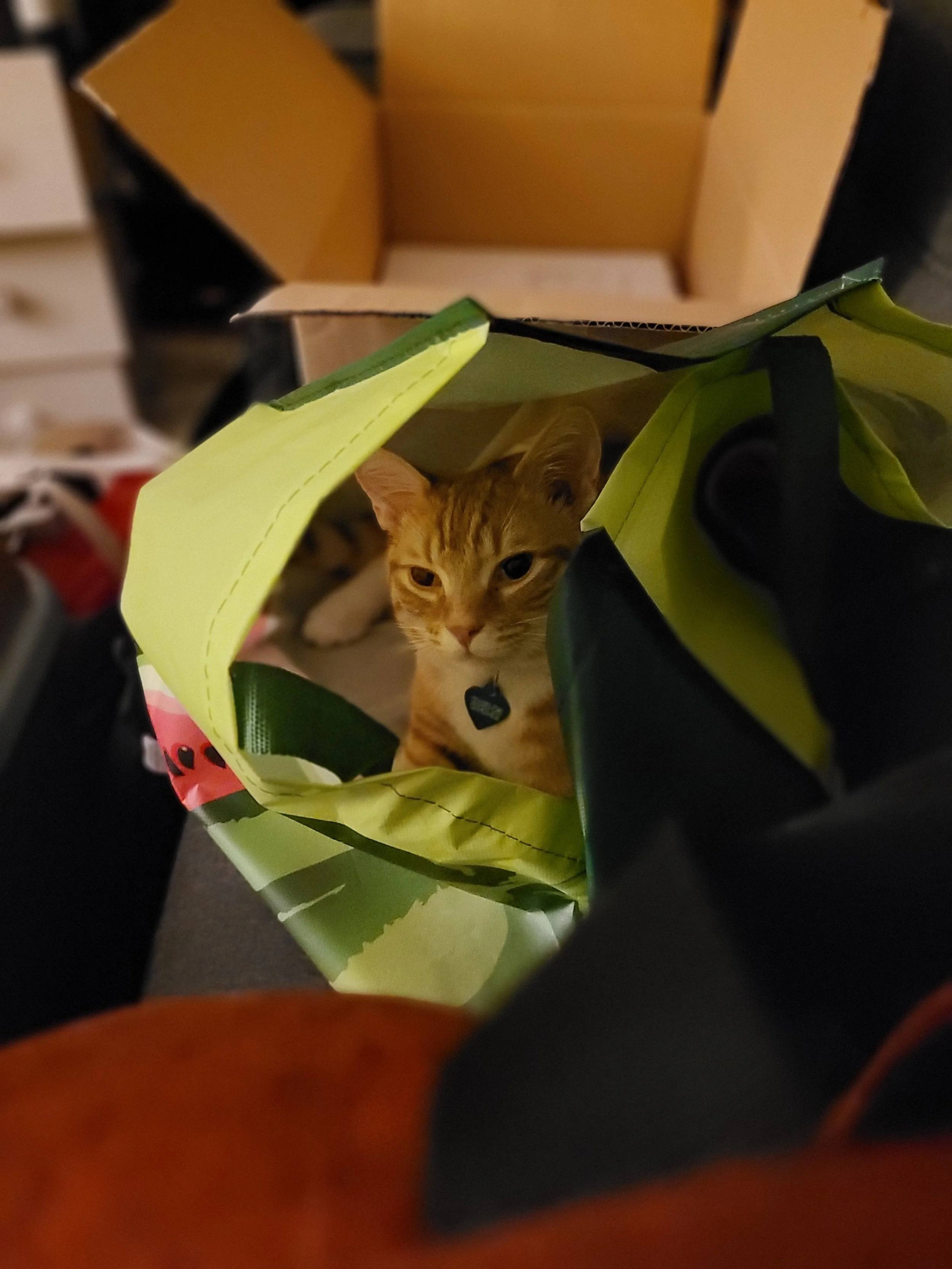 Leo likes to hide from his prey