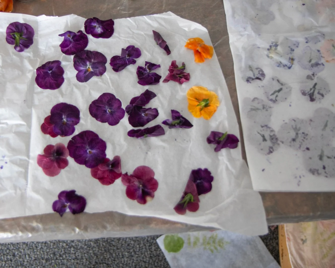 Botanical_AiB_IMG_5972.jpg