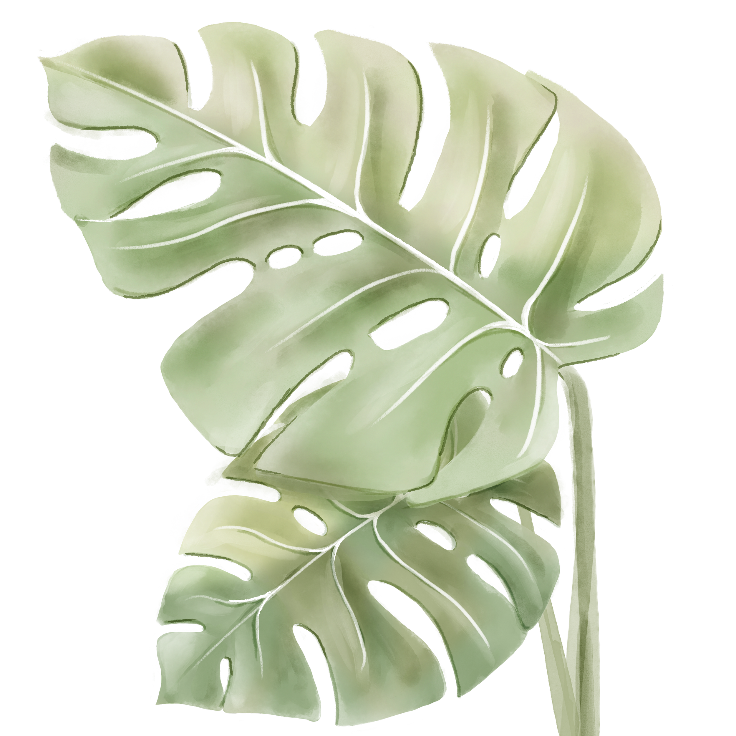 A large, green monstera leaf with multiple holes and splits, set against a black background.