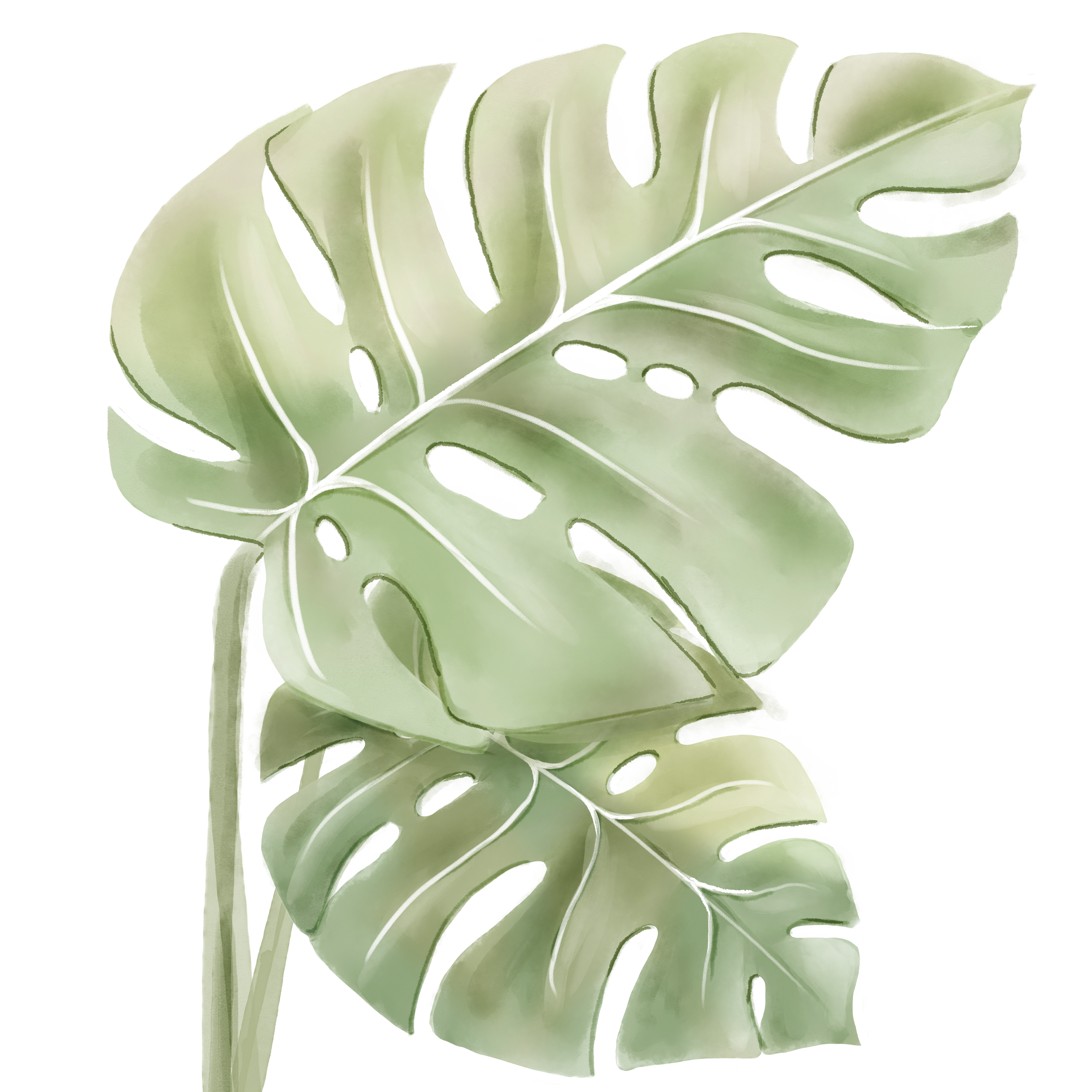 A close-up of a green monstera leaf with multiple cutouts and prominent veins.