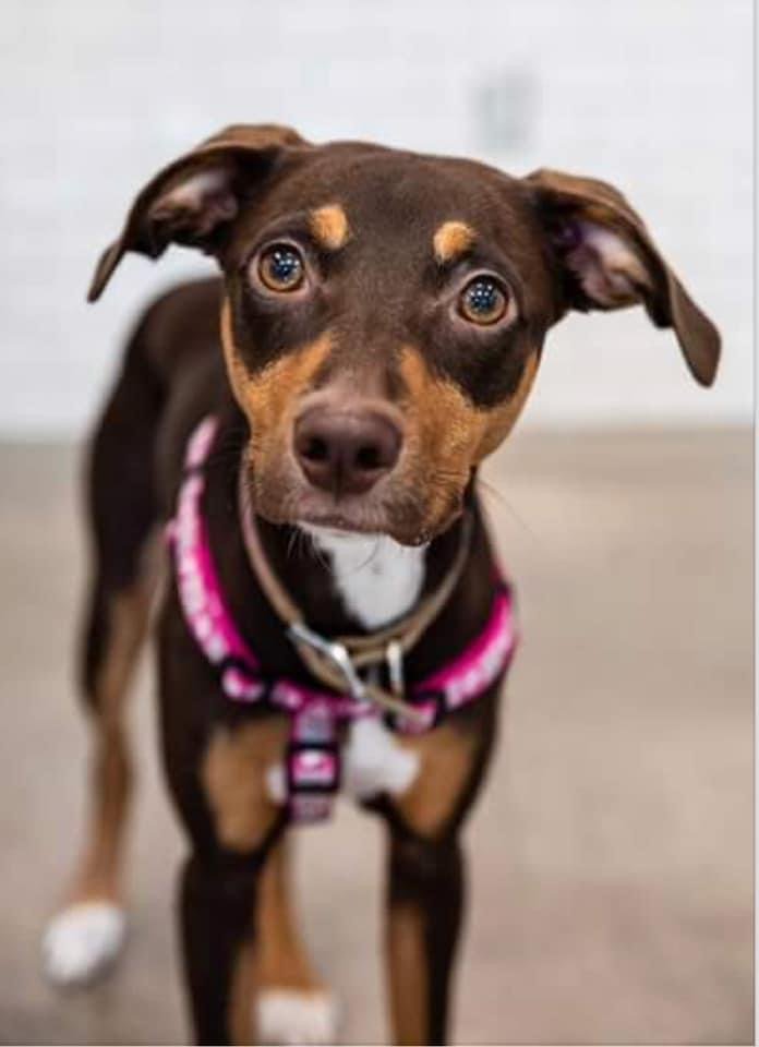 A brown and tan dog with expressive eyes, wearing a pink harness, standing indoors on a light-colored floor.