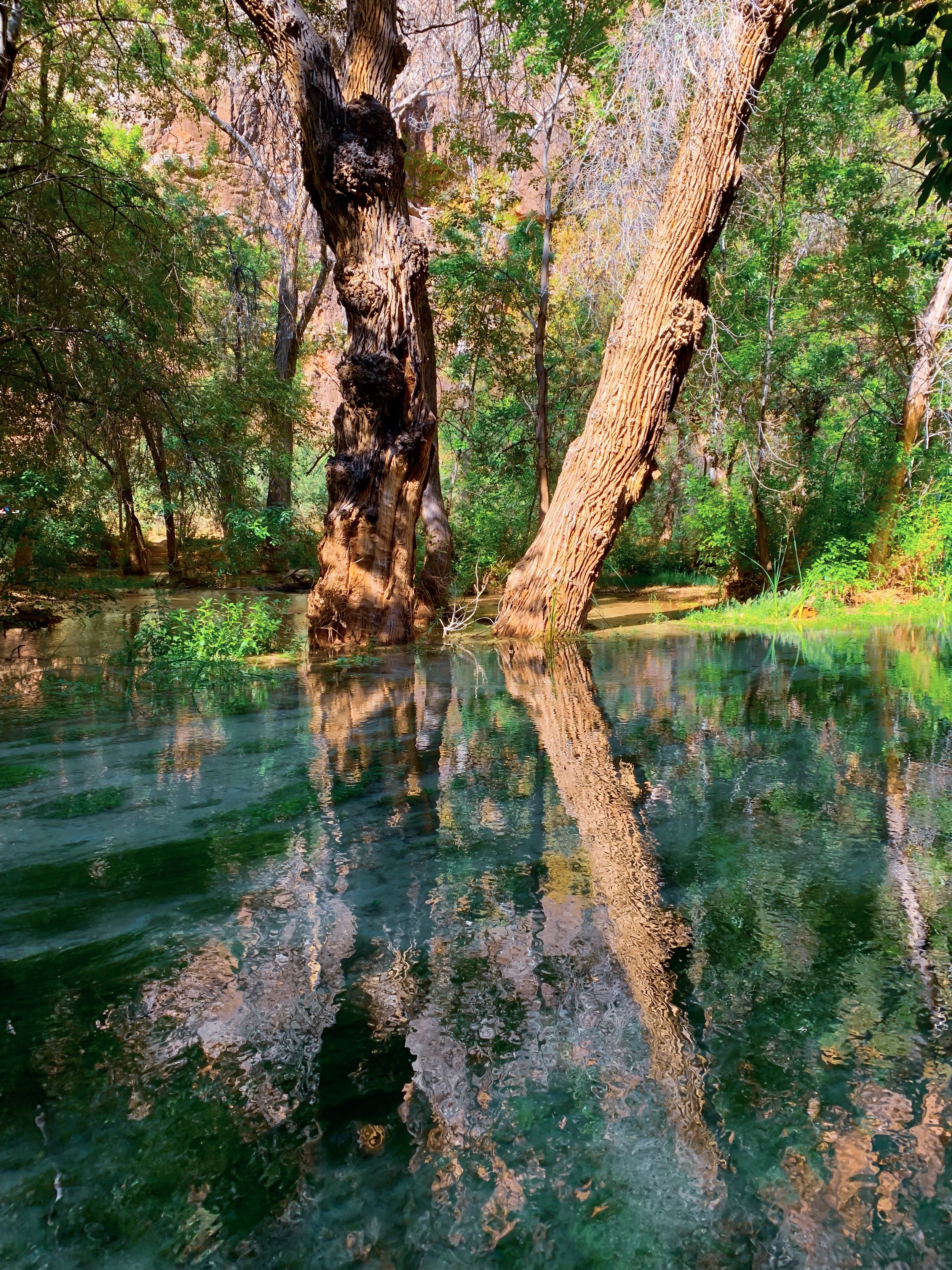 Havasu_Creek_Tree_Reflection