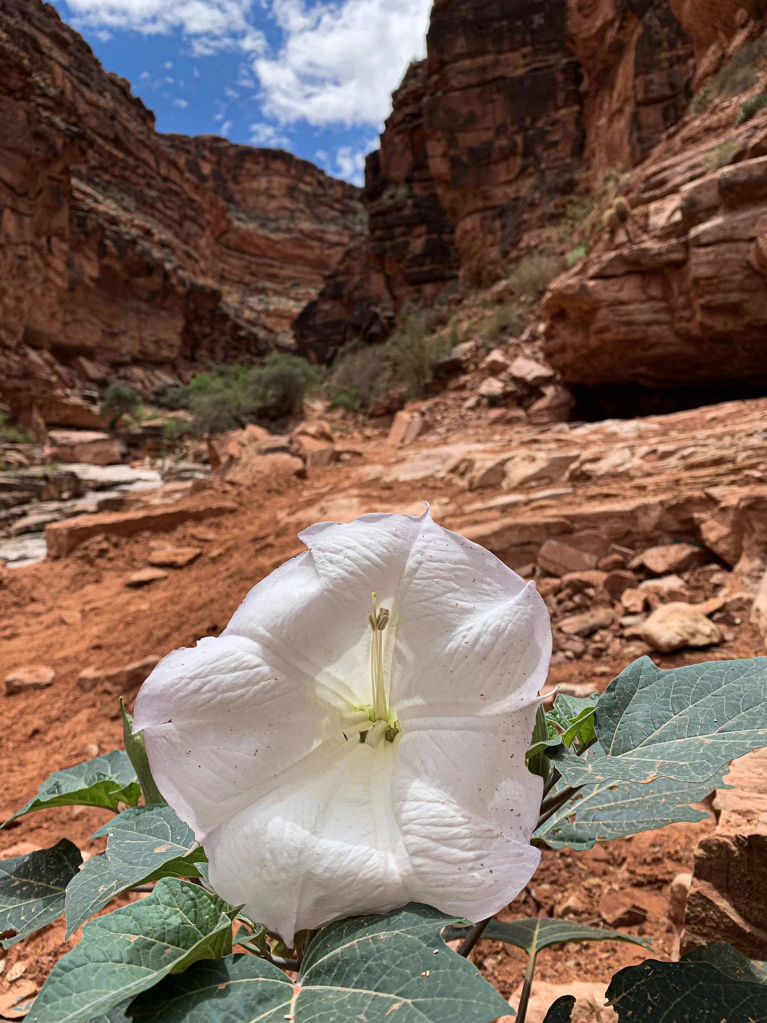 Havasupai_Sacred_Datura_By_Ricard.jpg