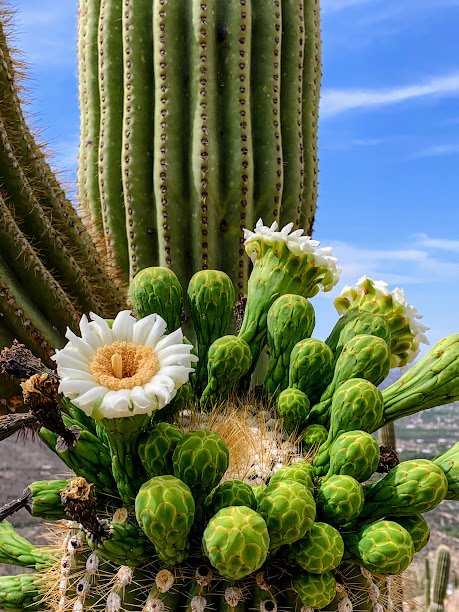 Close-up of a desert cactus with white flowers blooming among green buds, set against a blue sky.