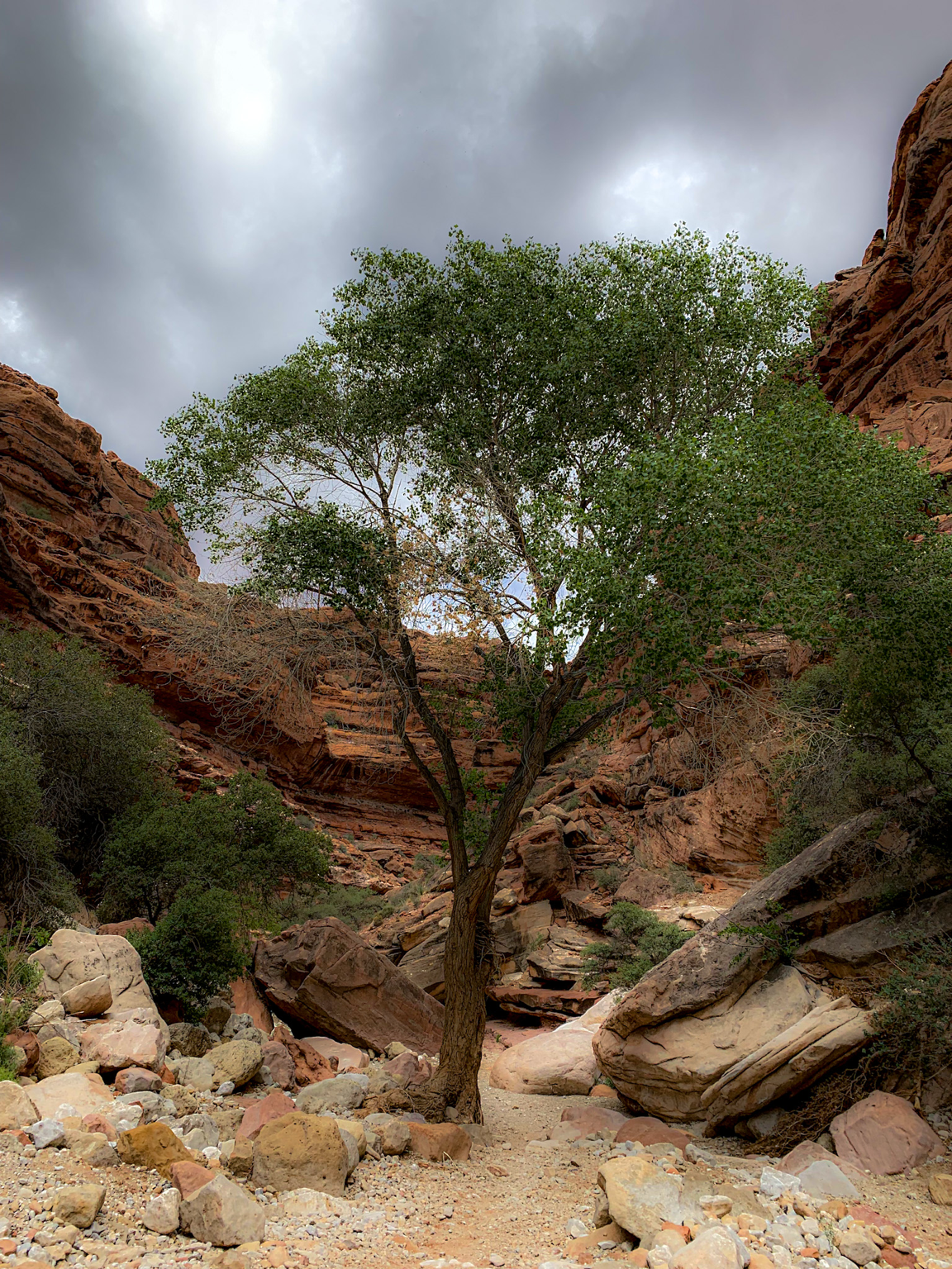 Lonely Tree Havasupai.png