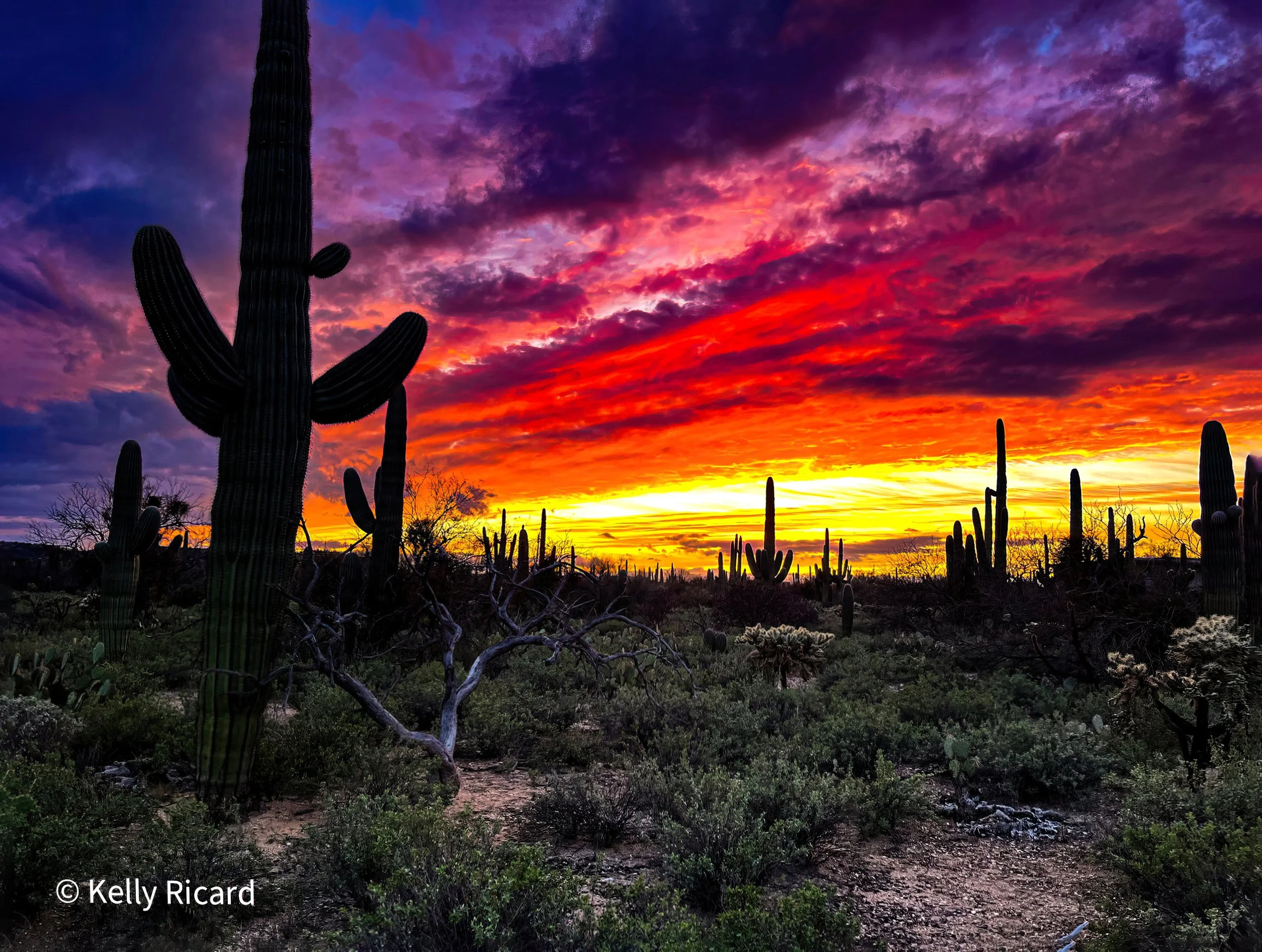 Desert landscape during sunset with tall saguaro cacti and colorful clouds in the sky.