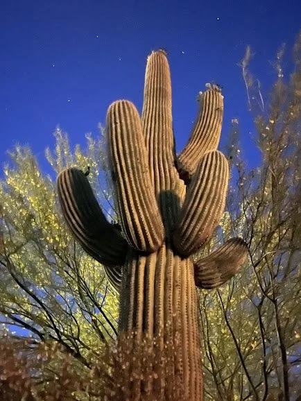 2 Feb. Saguaro.jpg