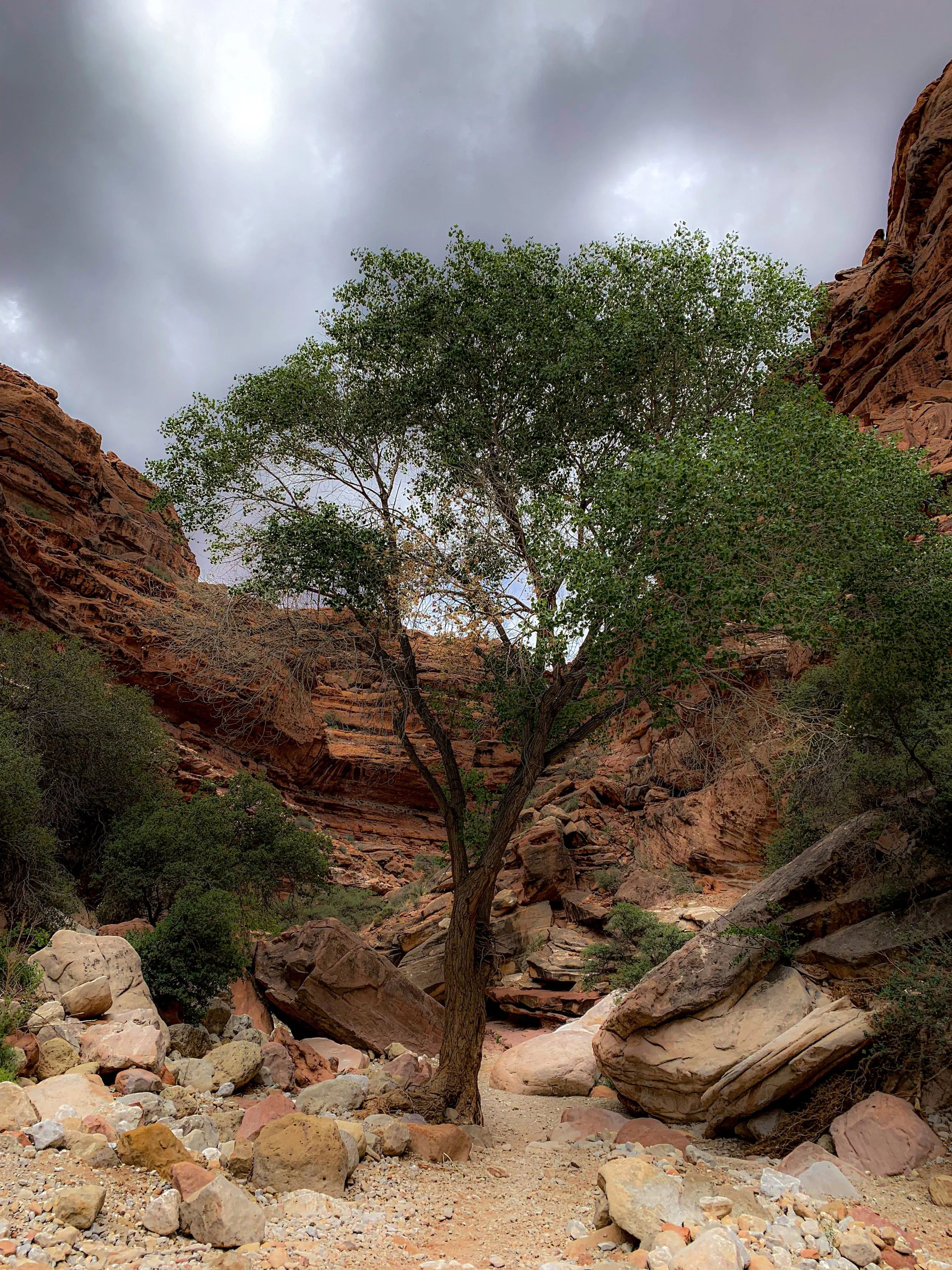 Magic_Tree_Havasupai_By_Ricard.jpg