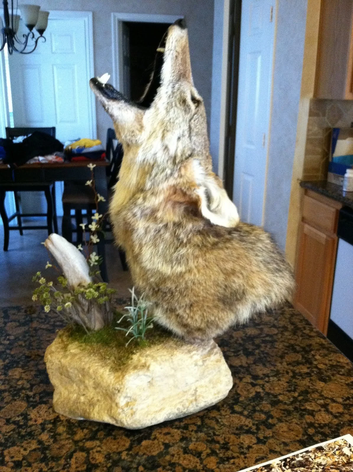 Taxidermy and China Garden