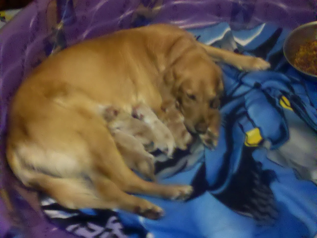 Puppies,Blind Side,Grayson and Basketball