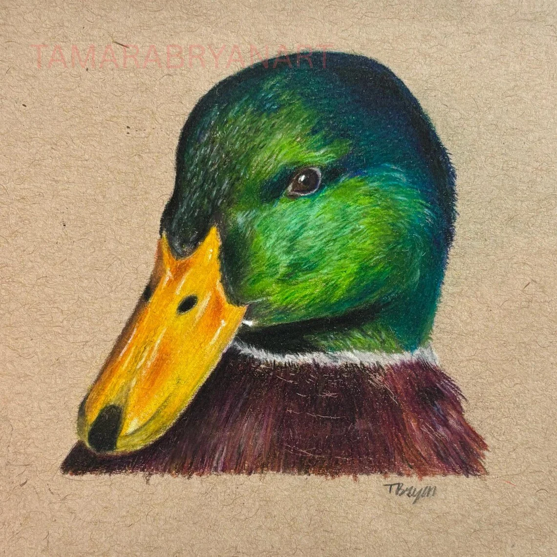 Colored pencil drawing of a male mallard duck's head in profile, showing green, yellow, and brown feathers on textured beige paper.