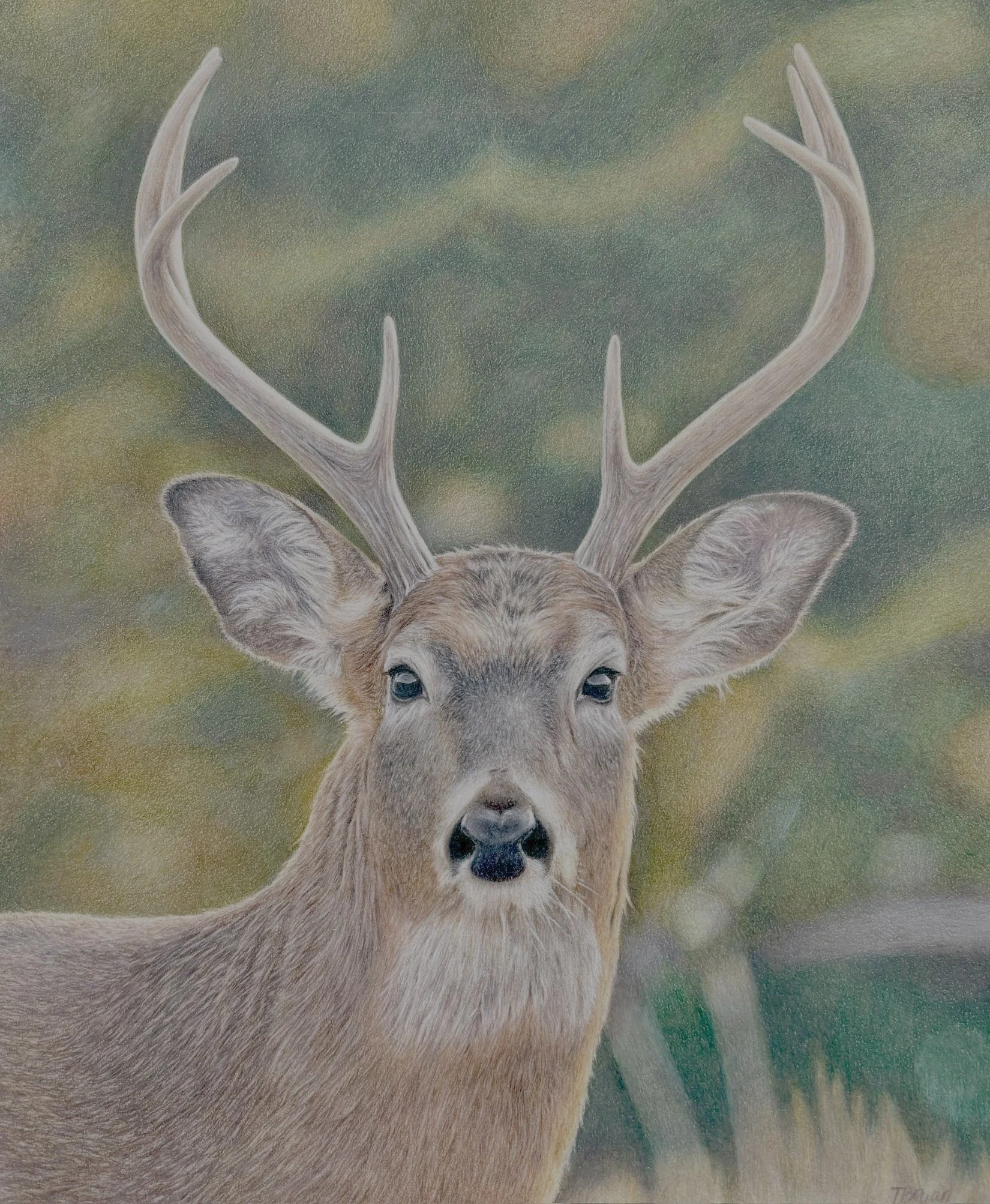 A realistic painting of a deer with antlers. The deer is looking straight ahead, and its head and upper body are visible. The background features a soft, blurred greenish landscape.