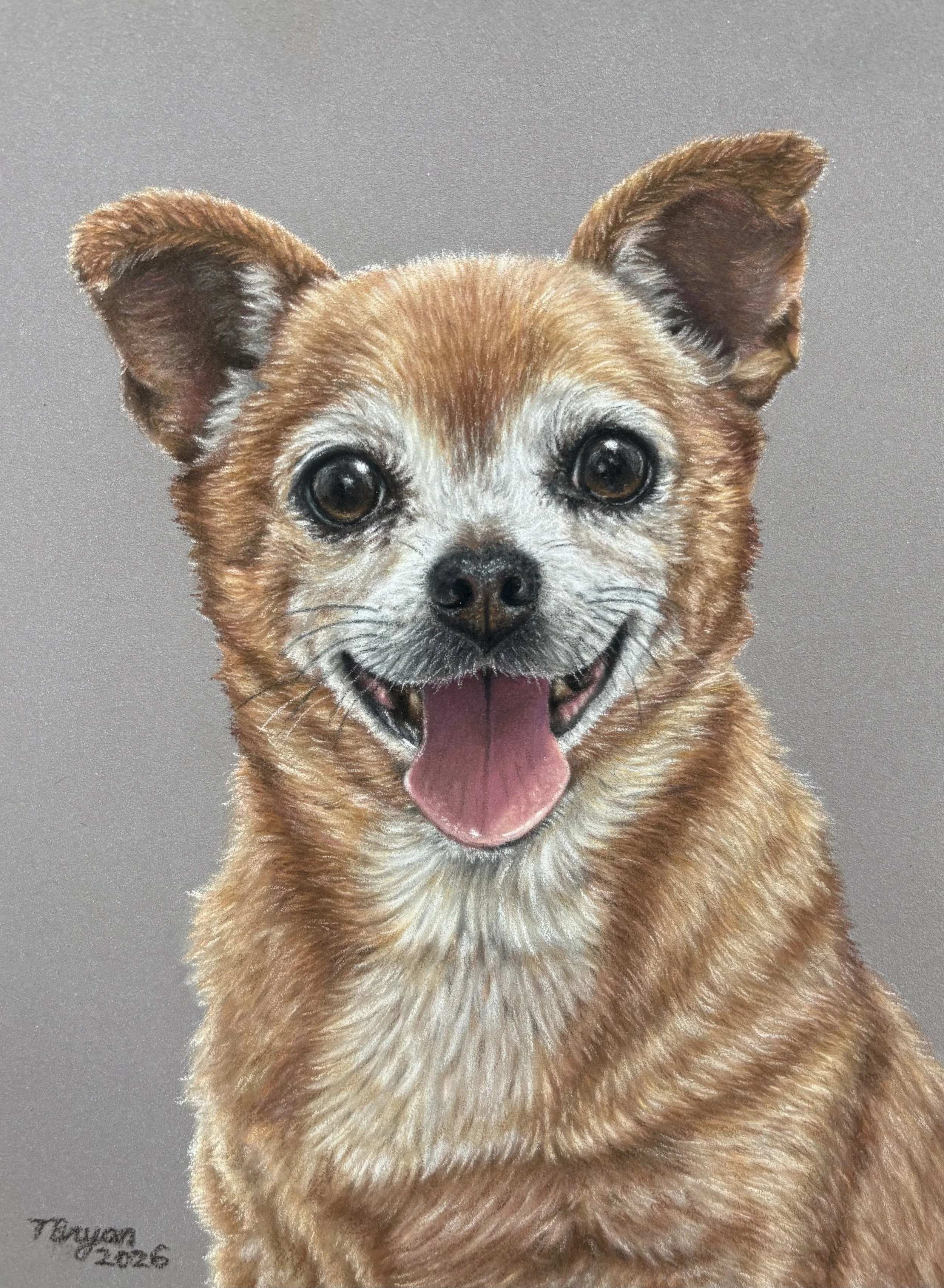 Colorful portrait of a happy small dog, possibly a chihuahua or similar breed, with large ears, brown and white fur, and a pink tongue sticking out, set against a gray background.