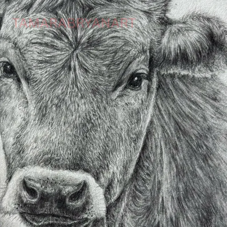 Cow Closeup.webp