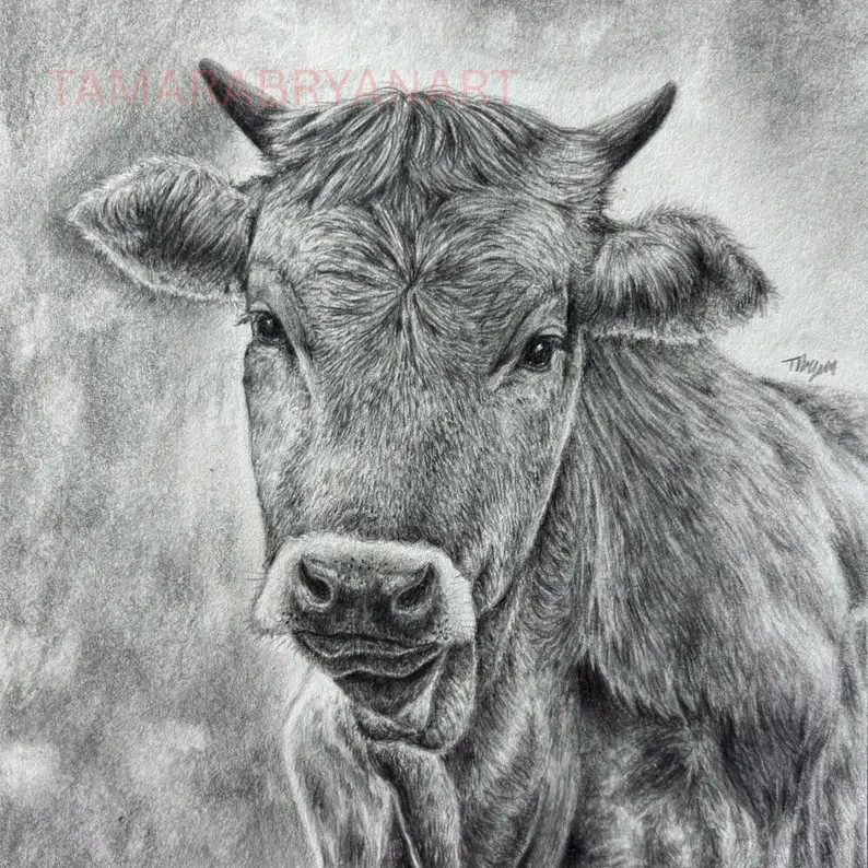 A detailed pencil drawing of a cow's face, showing its nose, eyes, ears, and textured fur, with a neutral background.