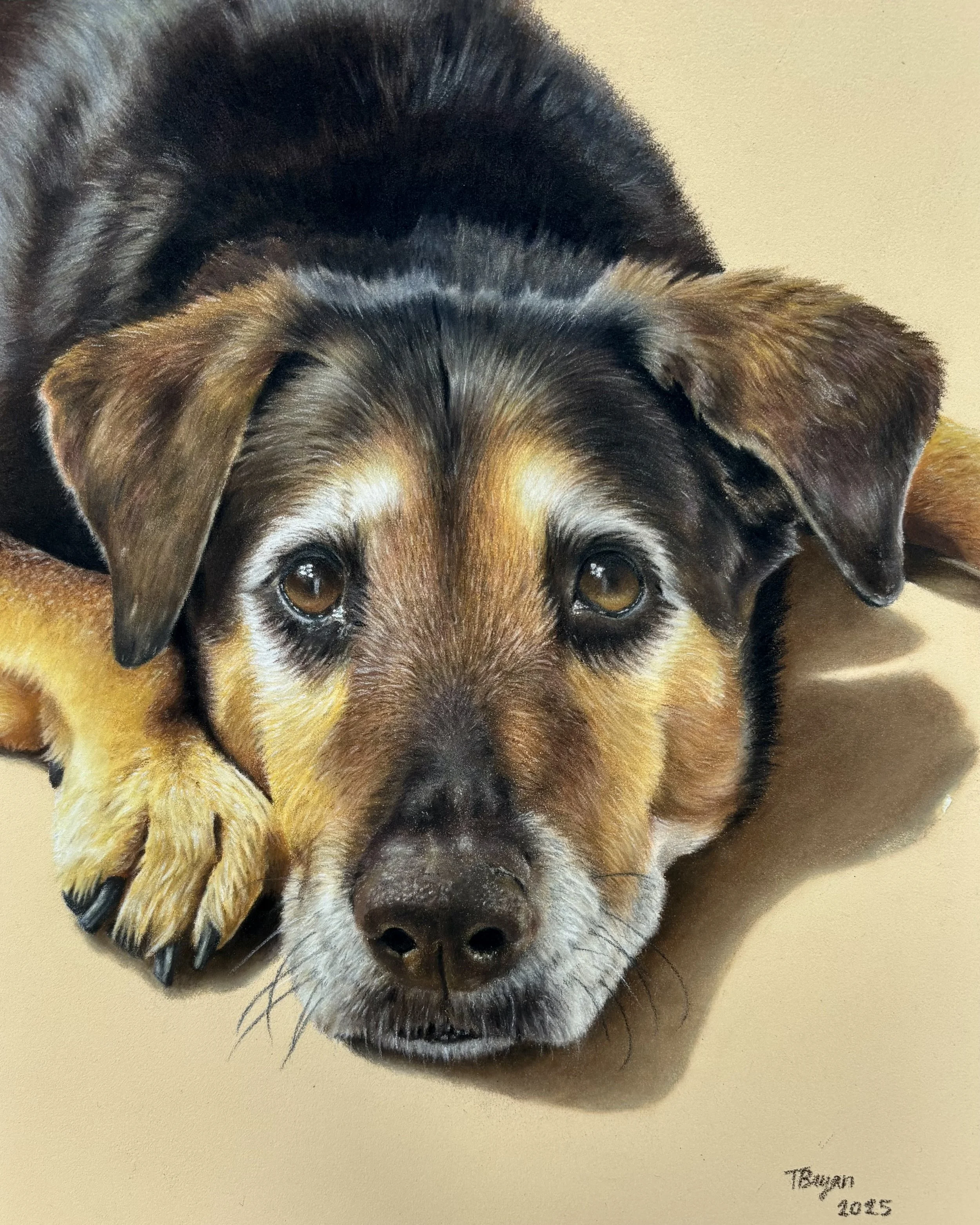 A realistic painting of a dog's face, showing brown eyes, a black and tan coat, and a black nose. The artist's signature and date, 'T. Vaughan 2025,' are visible in the bottom right corner.