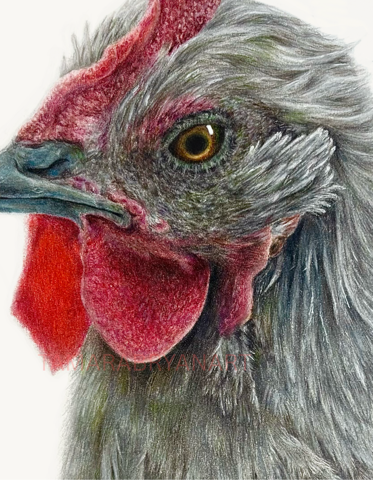 Chickadee Closeup.png