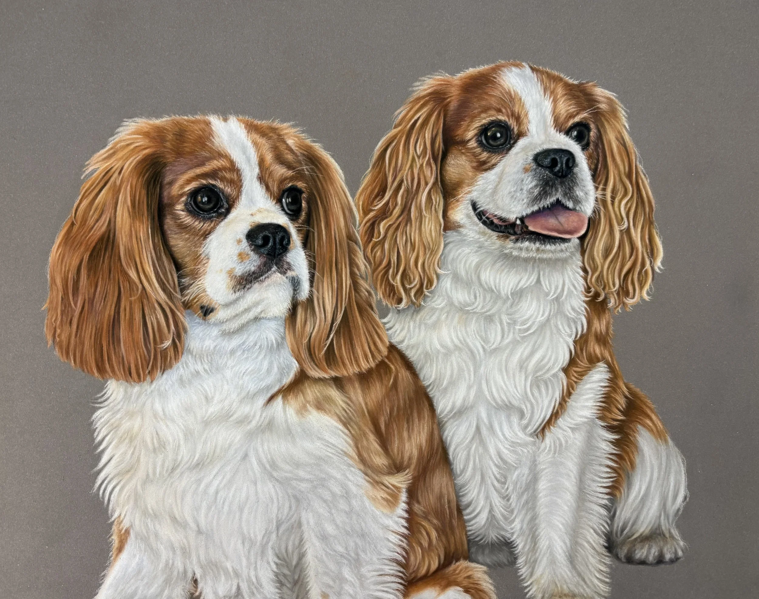 Painting of two Cavalier King Charles Spaniel dogs with long wavy ears, white and brown coats, and expressive dark eyes, set against a plain gray background.