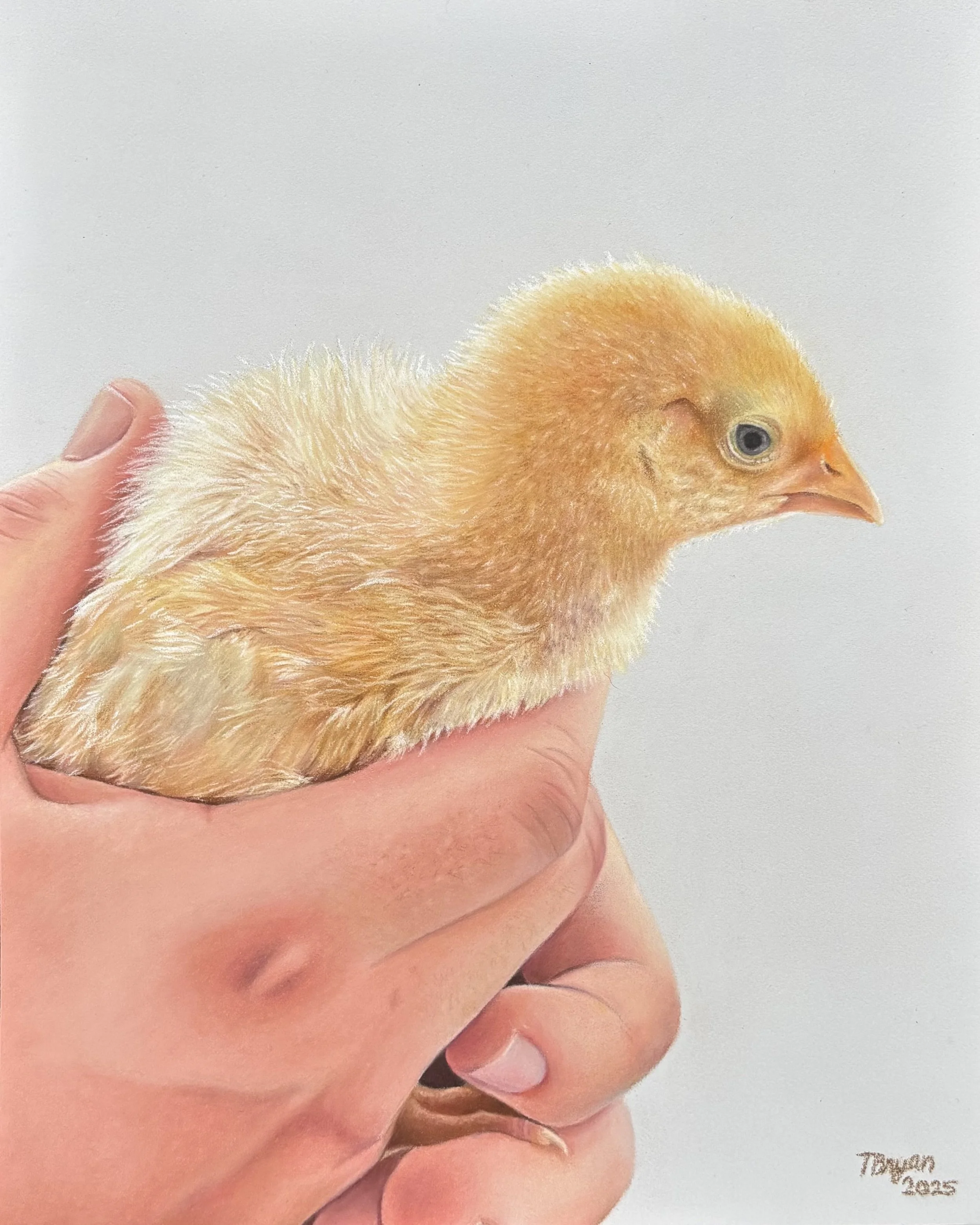 A close-up of a tiny, fluffy yellow chick being held gently in a person's hands. The chick's head is slightly turned to the right, with bright eyes and a small beak. The background is plain and light-colored, emphasizing the chick and the hands.