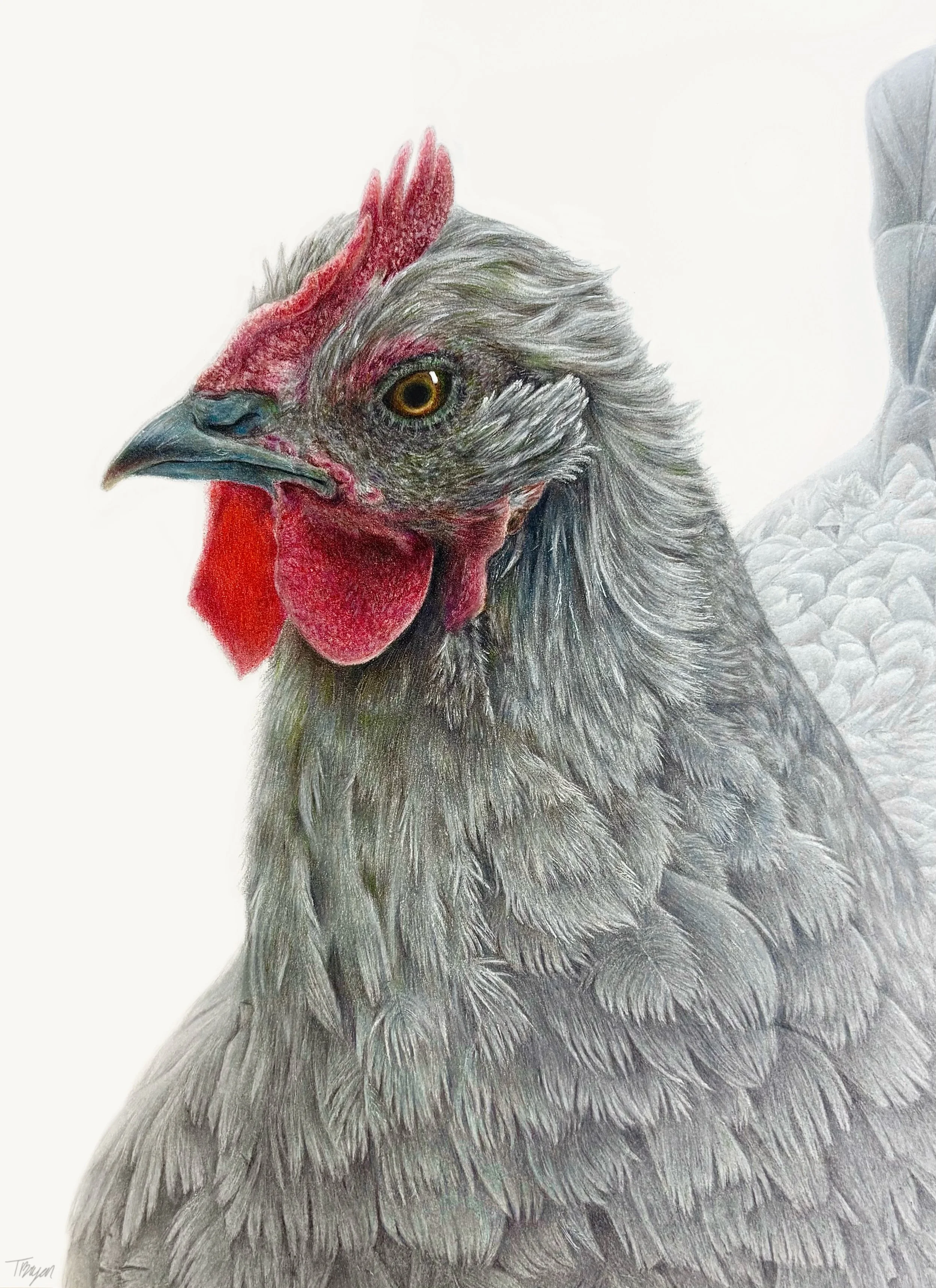 A detailed colored pencil drawing of a chicken's head and upper body, showing gray feathers, a red comb and wattles, and a sharp beak, against a white background.