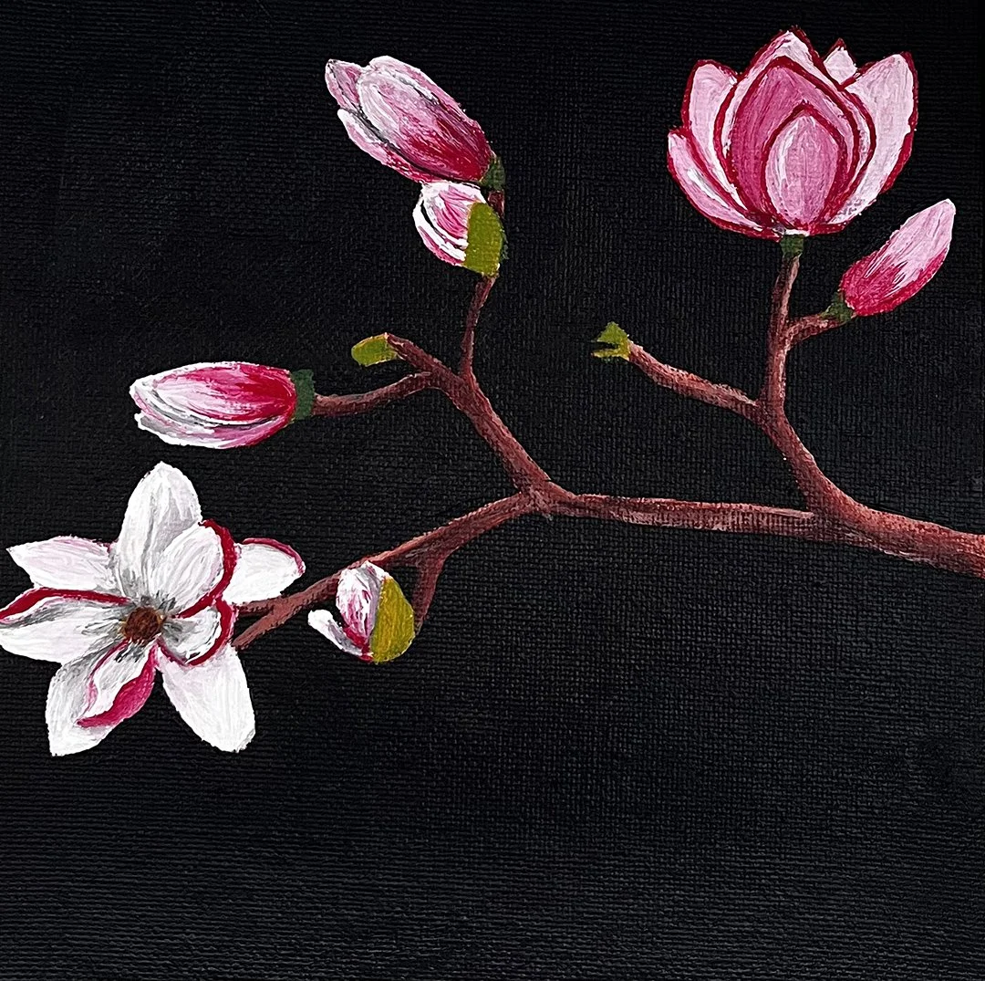 A 6x6 inches original canvas painting of a horizontal magnolia tree branch. Multiple flower buds and open blossoms with pink and white petals grow from the woody stems, set against a solid black background.