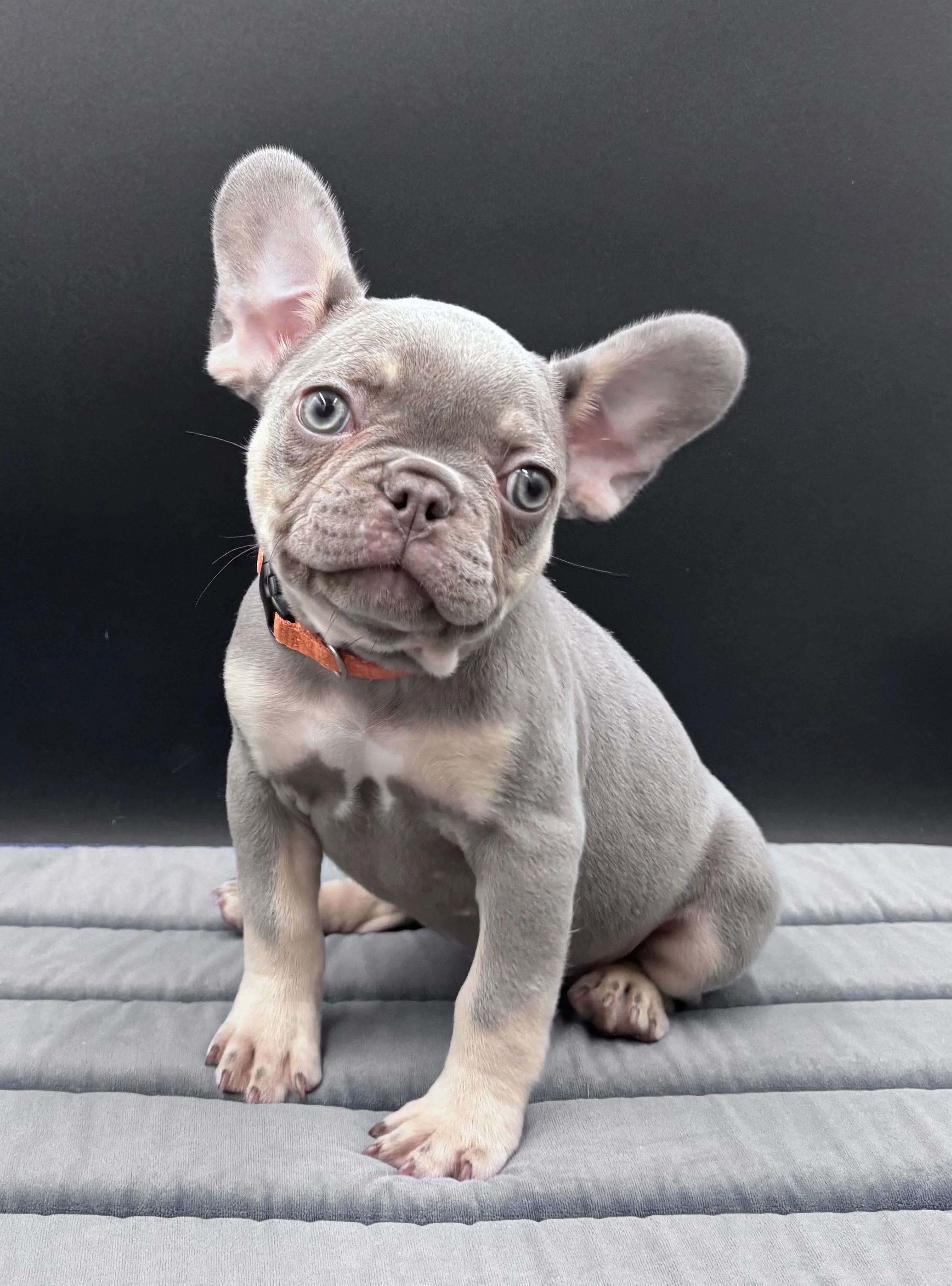 Lil Lucy Loo