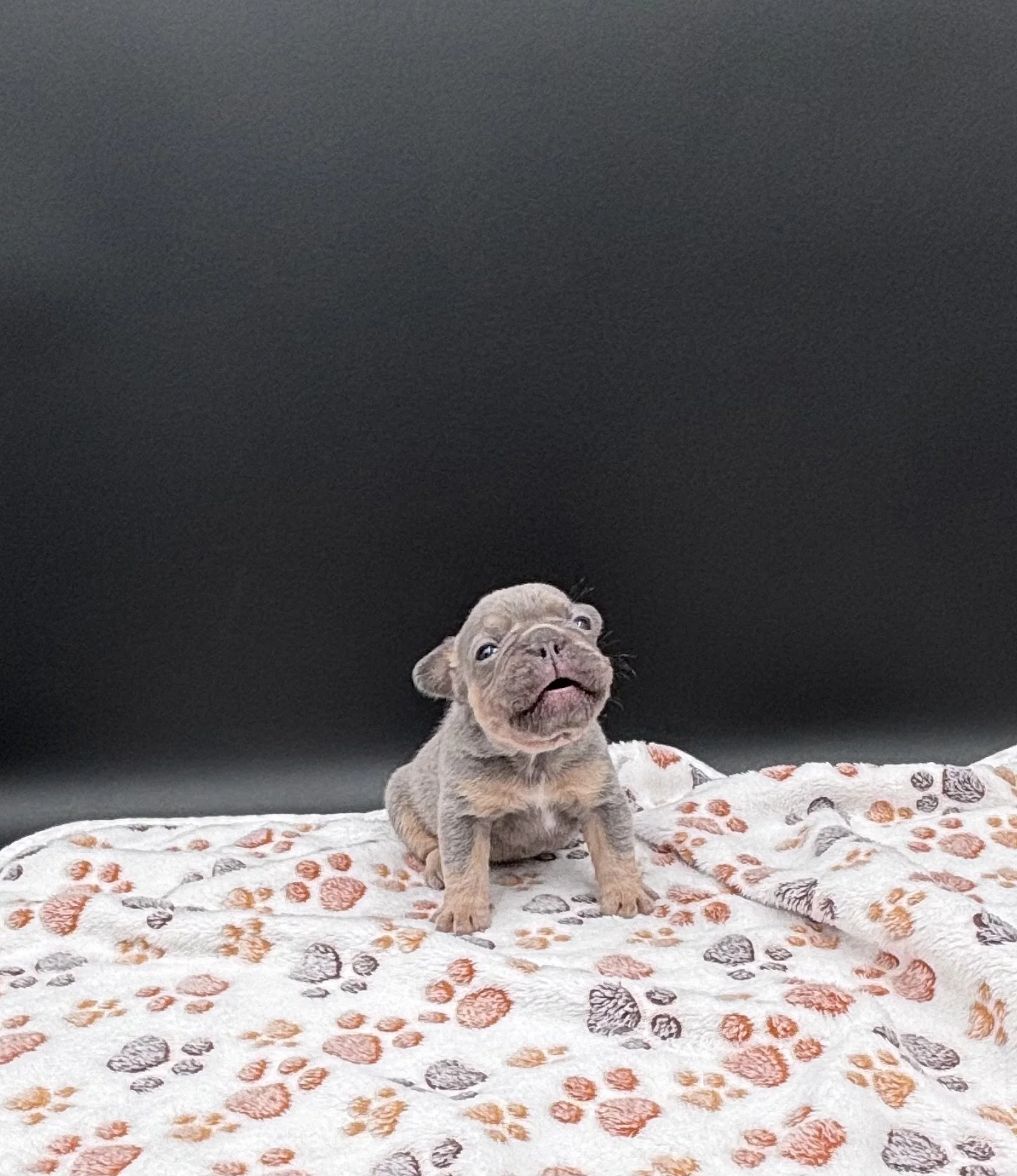 Steele - Lilac & Tan Male
