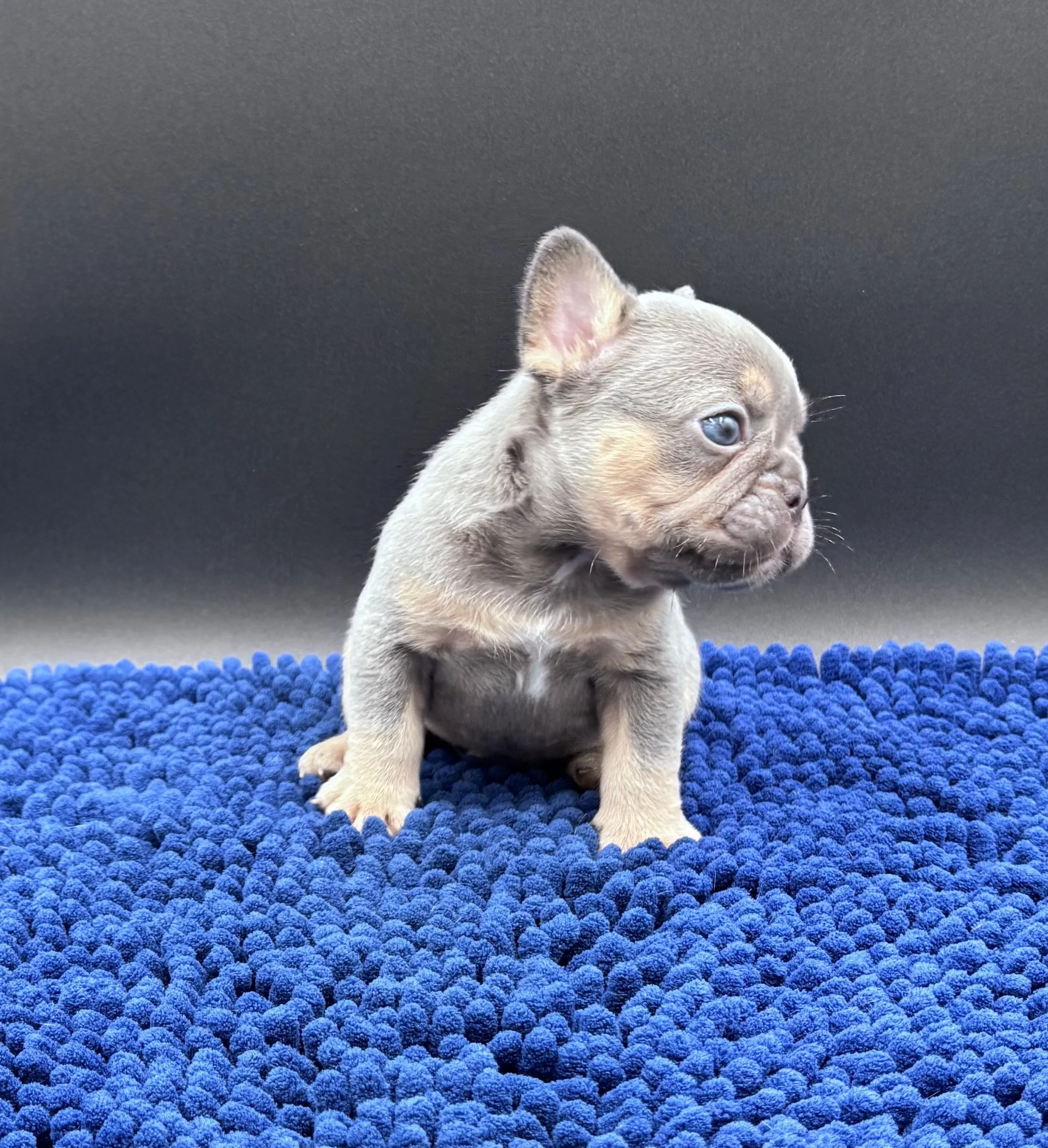 Lilac & Tan - Male - Steele