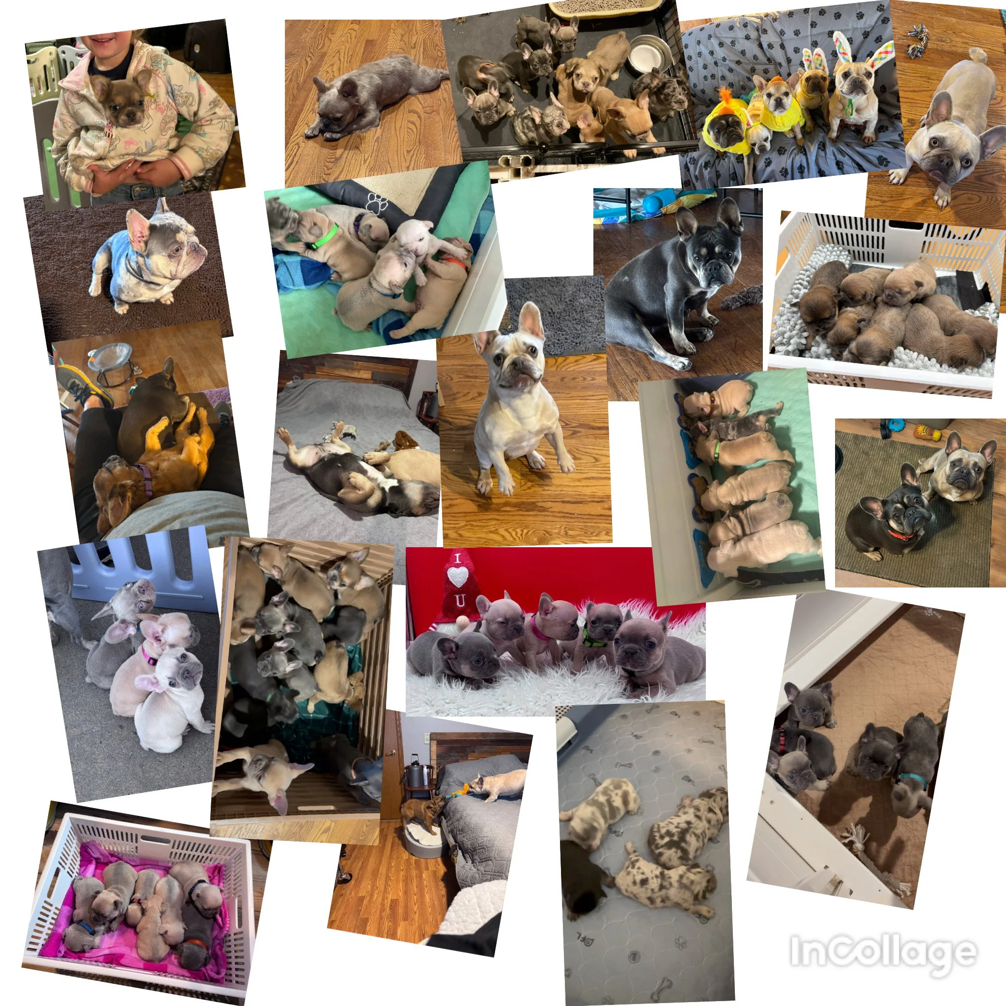 Collage of photos showing various puppies and dogs in different settings, some with children, playing, resting, and with accessories.