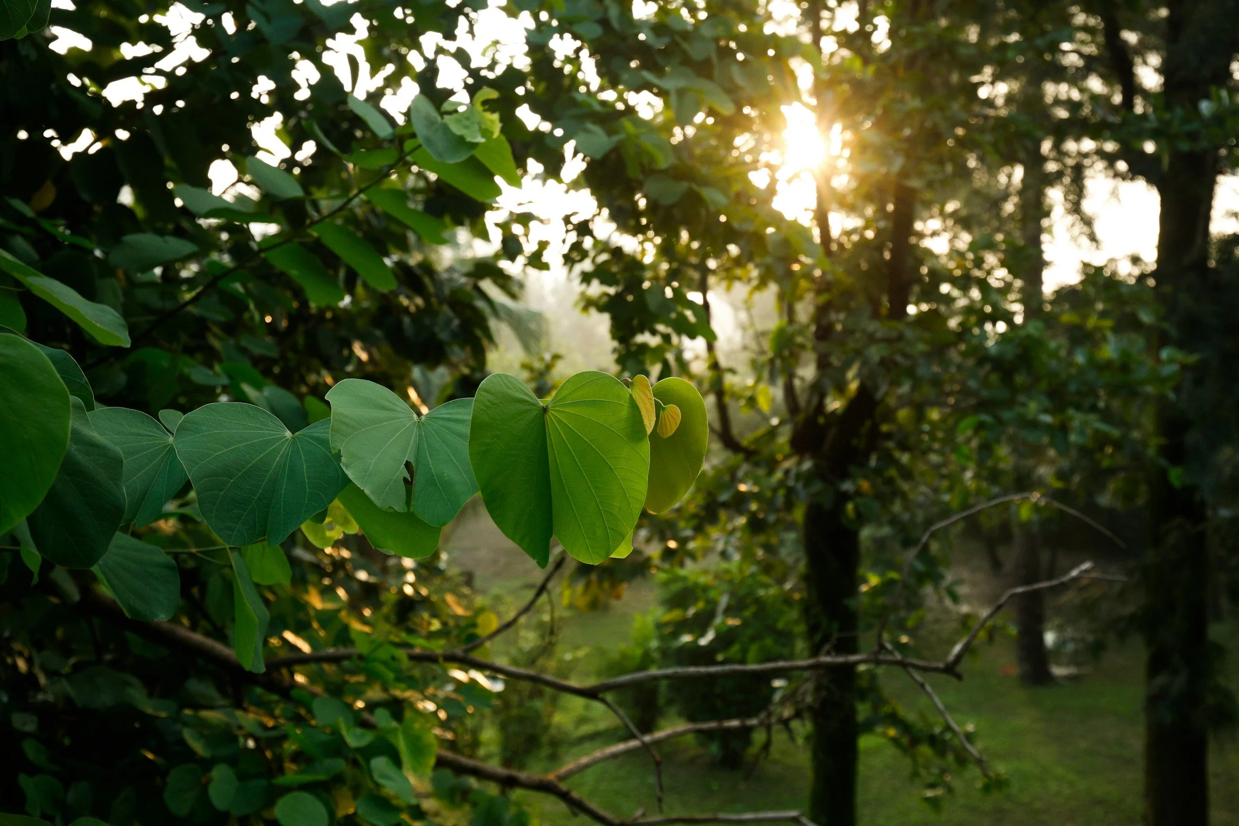 Sunlight filtering through green tree leaves in a forest or park, with some leaves in the foreground and sunlight in the background.