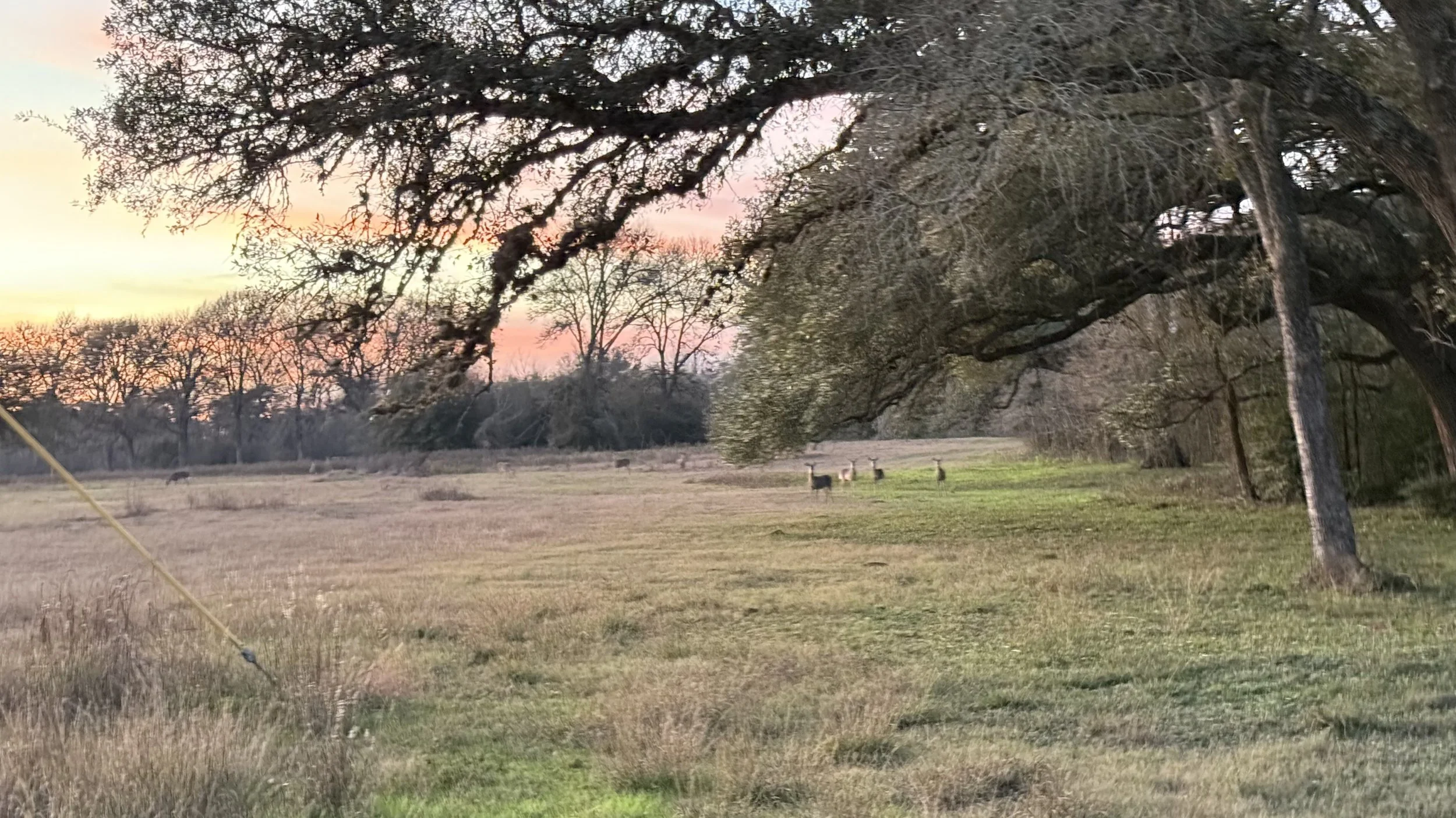 wildlife ranch