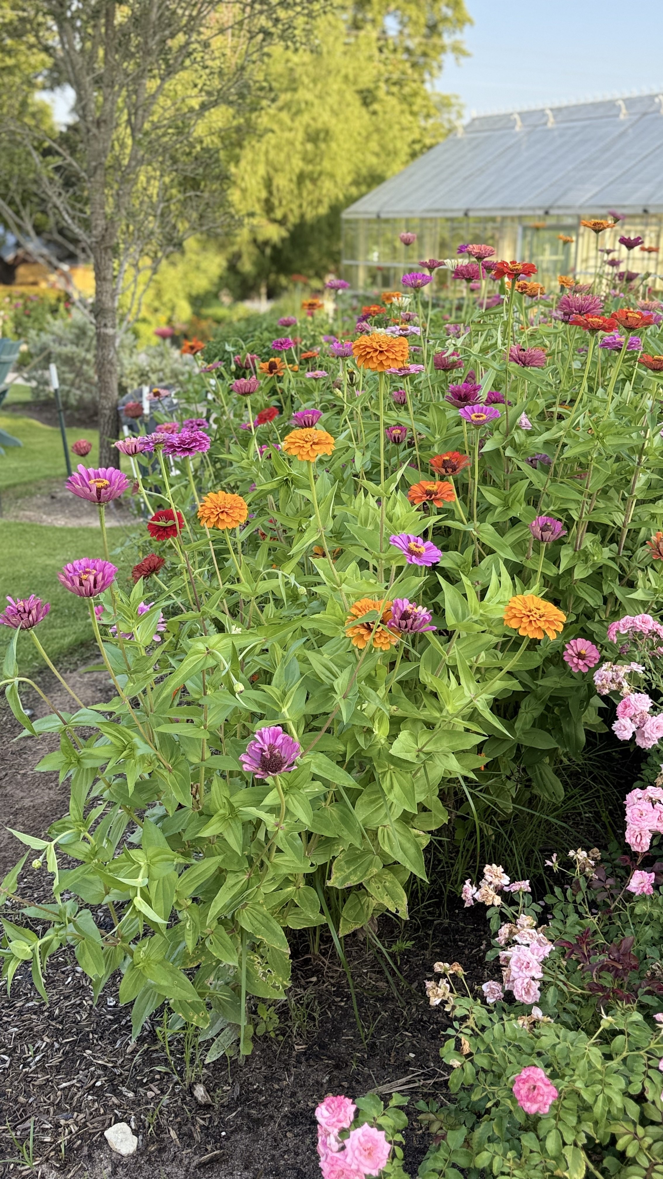 Colorful flowers, including pink, orange, red, and purple, blooming in a garden with greenery and a greenhouse in the background on a sunny day.