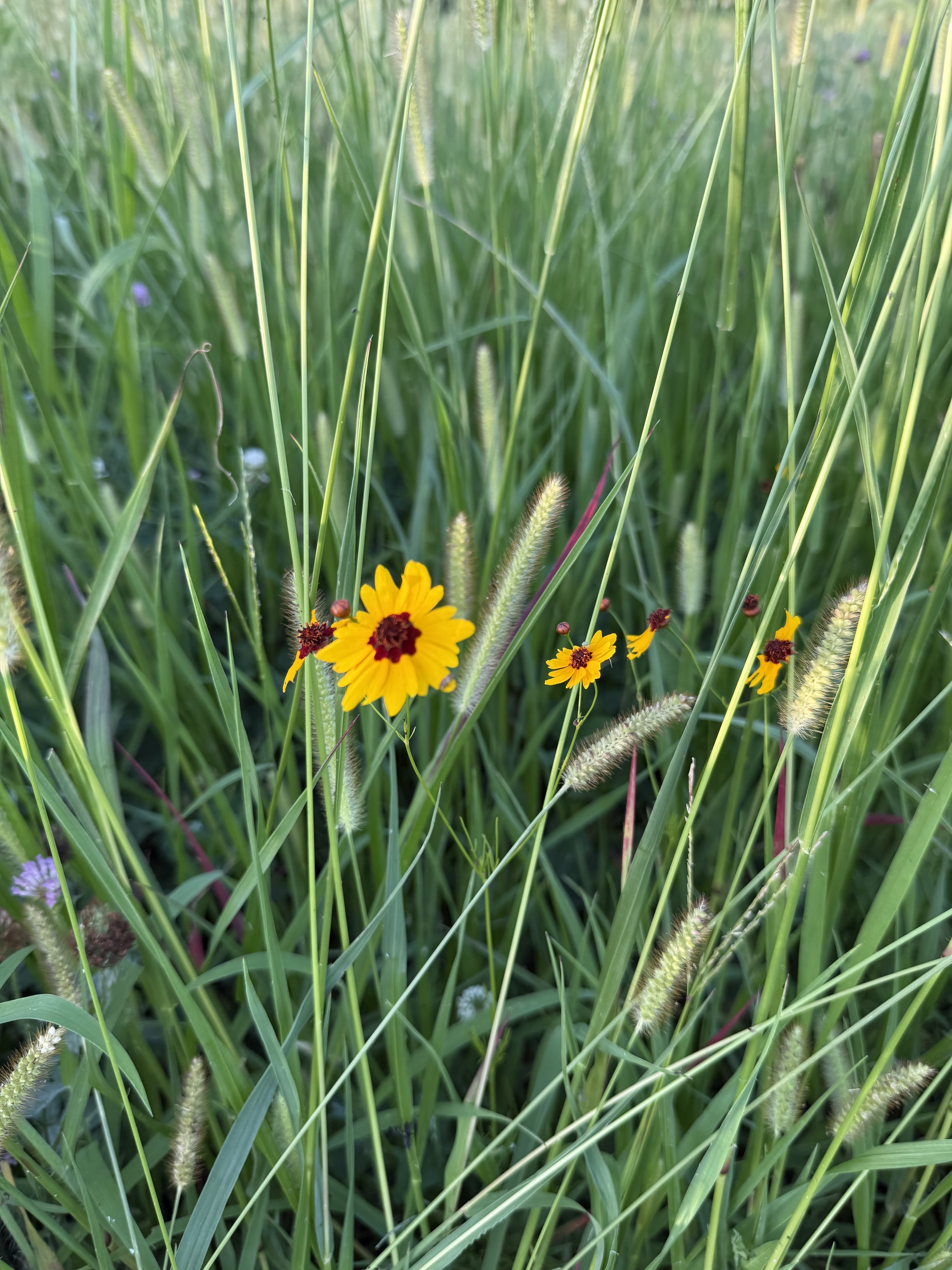 IMG_4462.jpeg