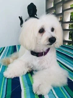White fluffy puppy with dark eyes lying on a colorful striped surface inside a house.