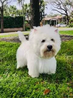 Cute white West Highland White Terrier dog standing on green grass in a residential front yard.