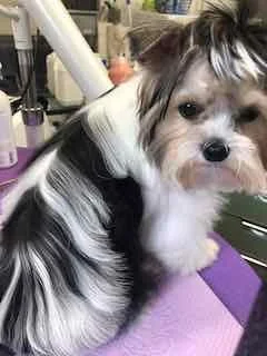 Small tri-color Yorkshire Terrier dog with long, flowing black and white fur, sitting on a purple surface on a grooming table.