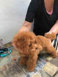 Small red Toy Poodle puppy on a grooming table with a person holding it.