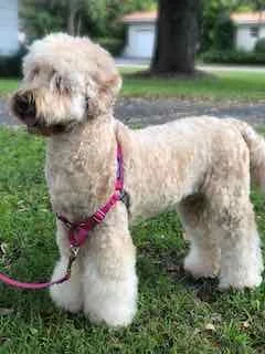 A fluffy dog with beige curly fur standing on grass, wearing a pink harness, outdoors with trees and houses in the background.
