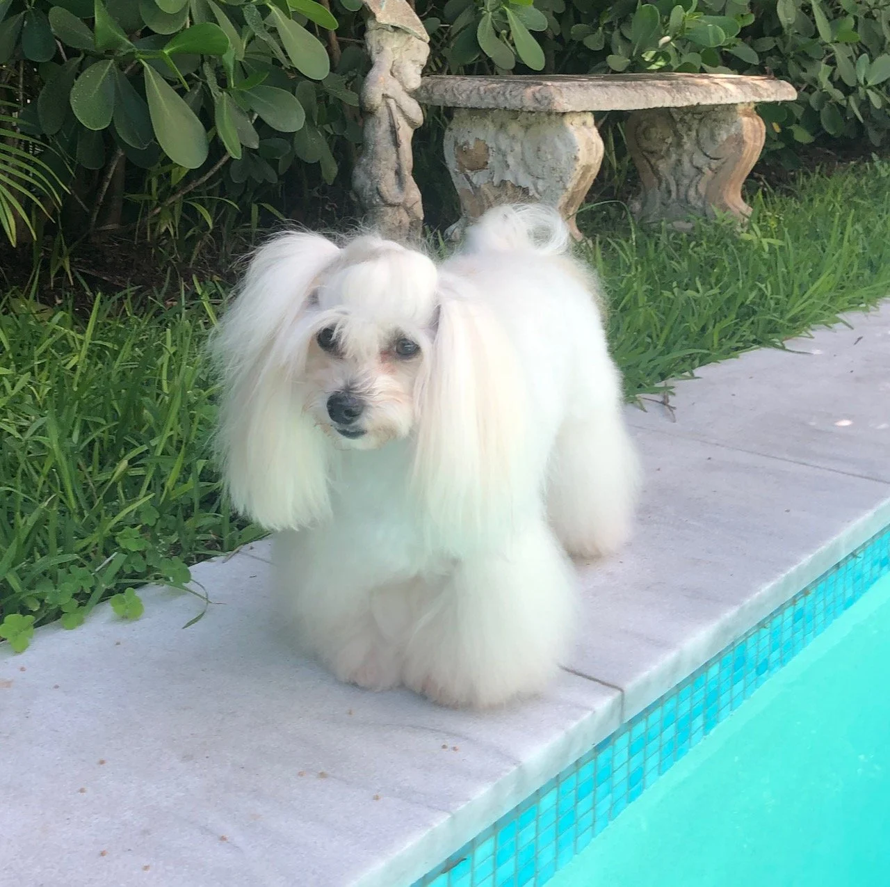 A small white dog with long, fluffy hair standing on the edge of a swimming pool next to grass and shrubbery, with a stone bench and greenery in the background.