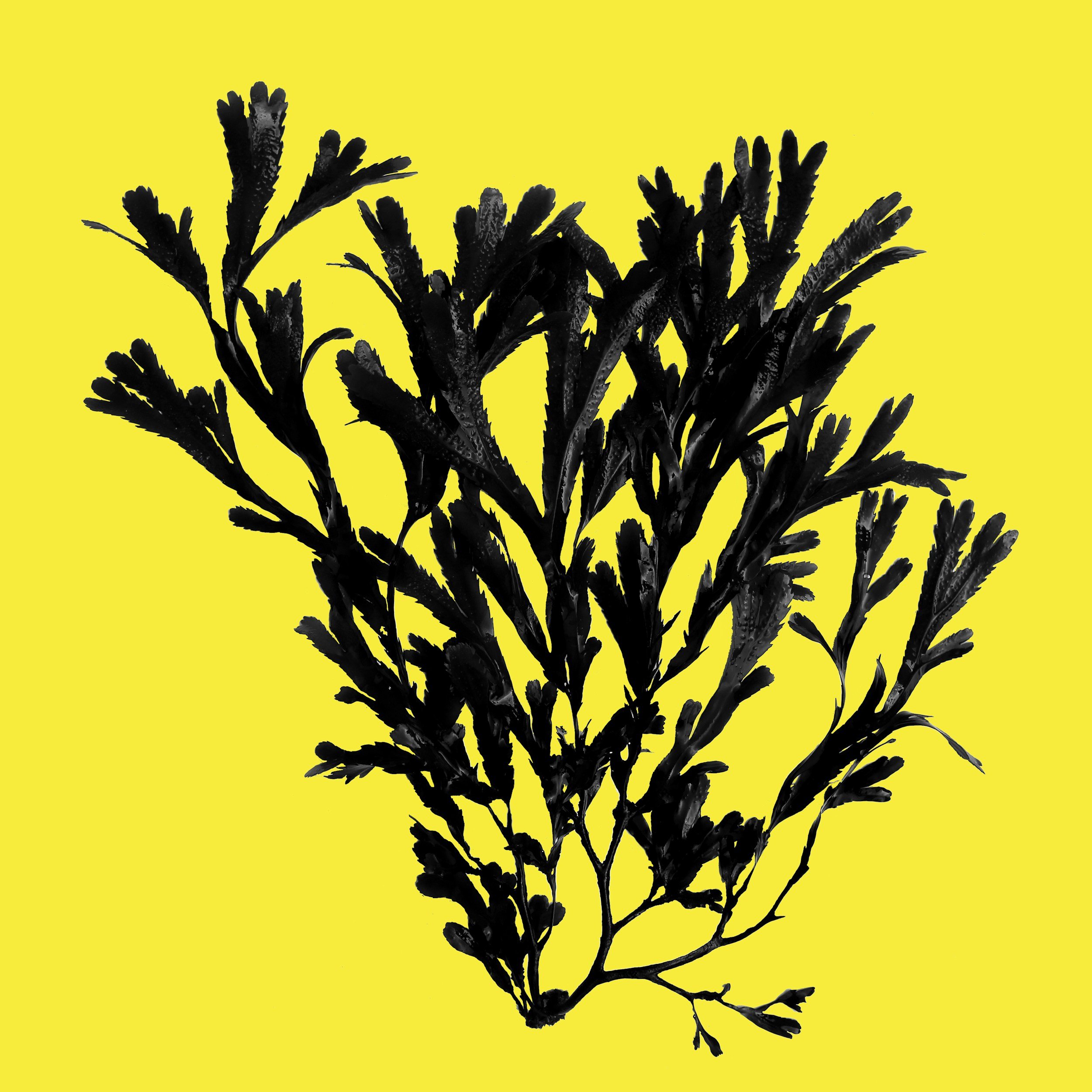 A black silhouette of a plant with multiple branches and leaves against a bright yellow background.