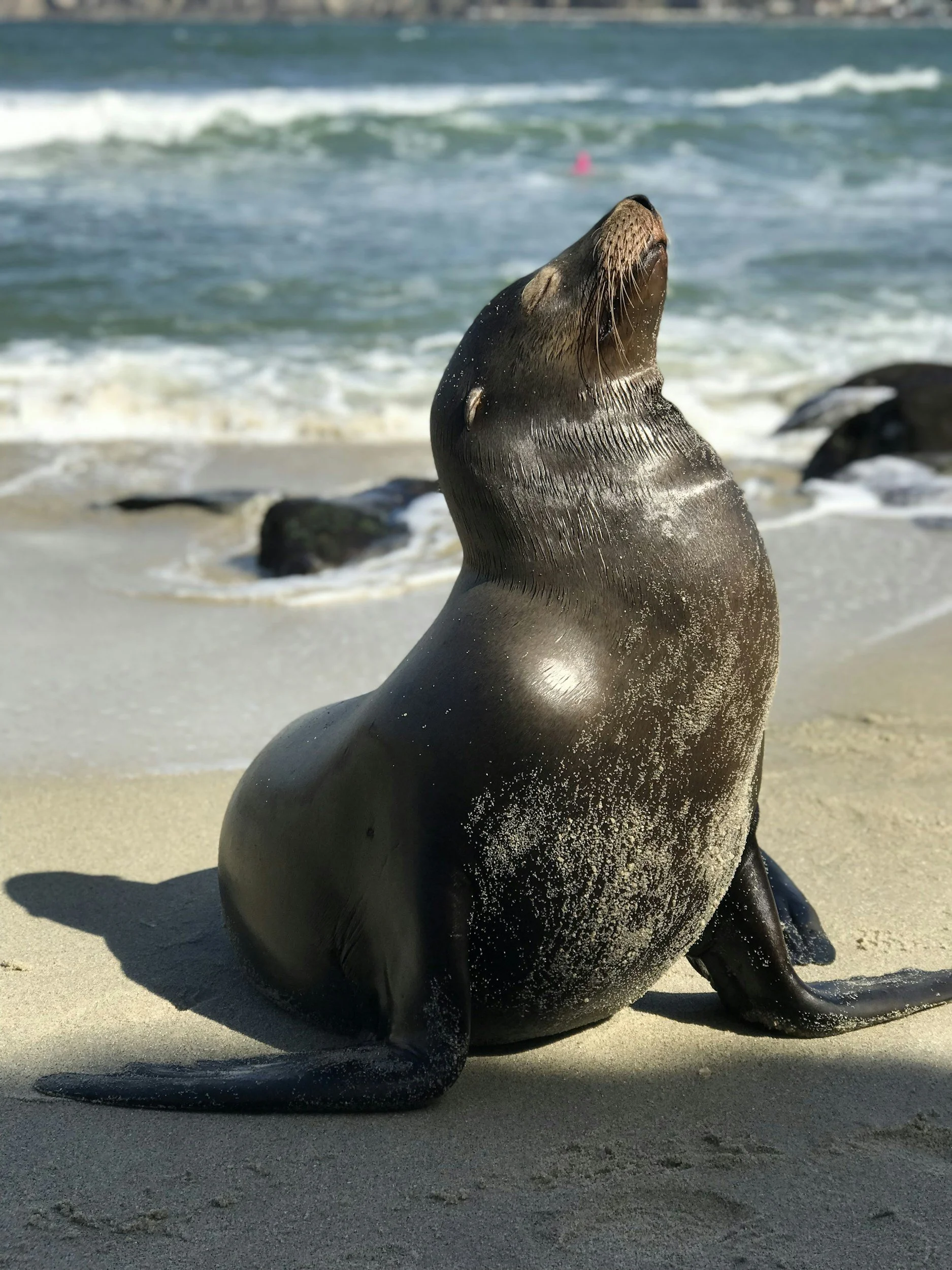 A sea lion sitting on the beach with the ocean in the background.