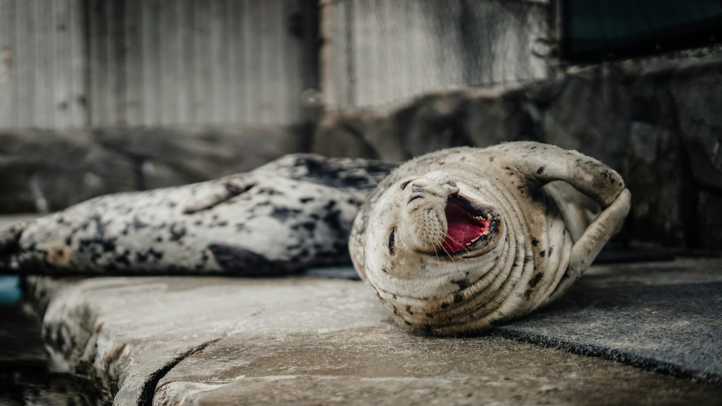 A white and black-spotted tiger laying on a concrete surface, yawning with its mouth open and eyes closed in a zoo enclosure.