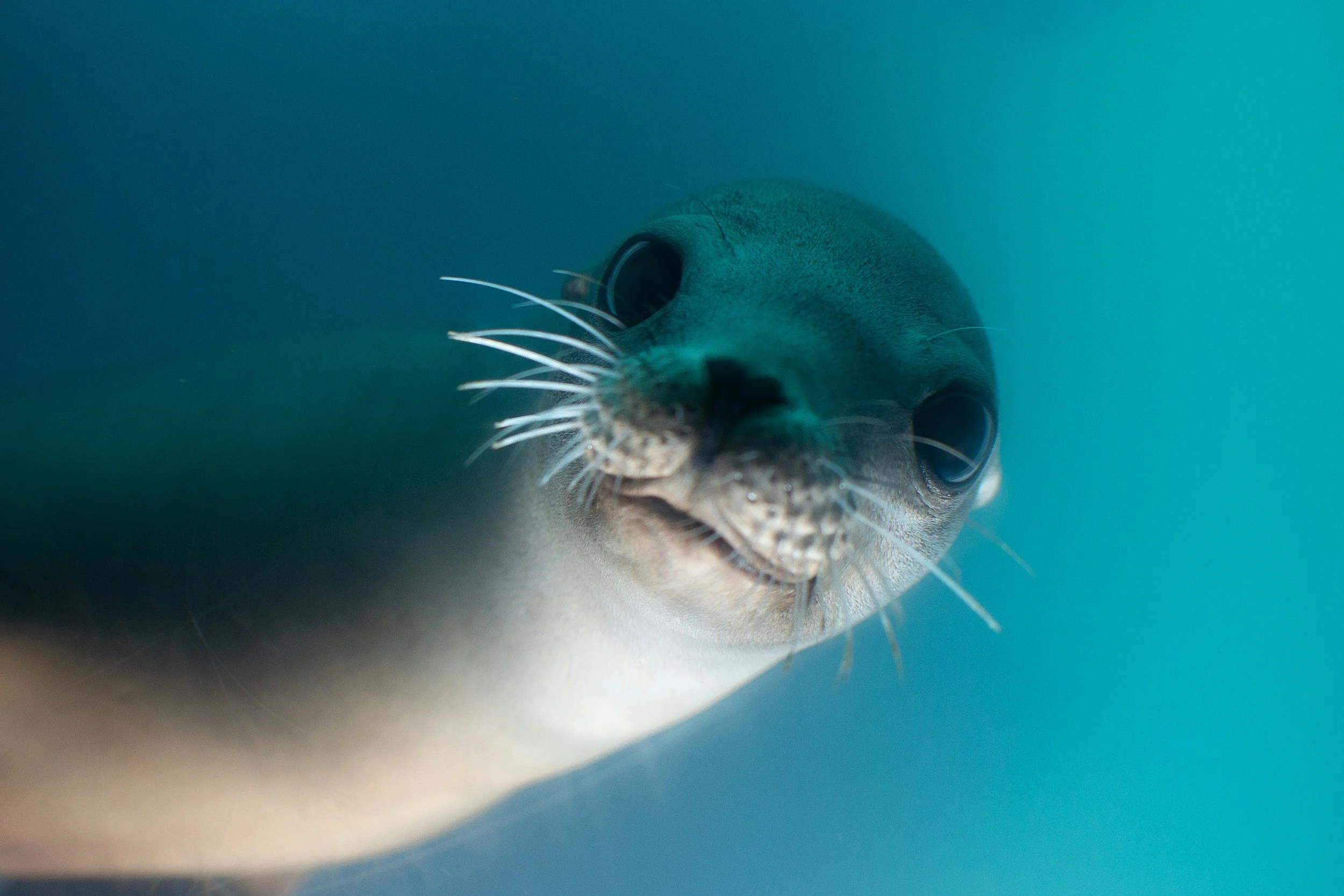 Close-up of a shark's face underwater, showing its large eyes, nose, and whisker-like barbels.