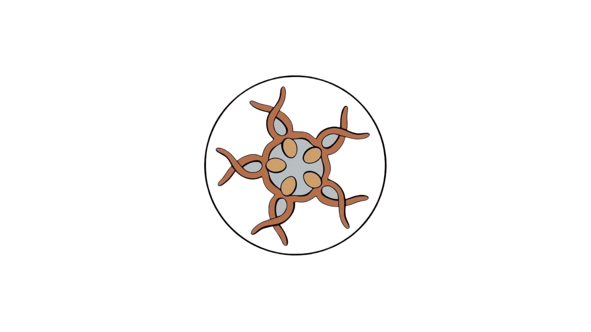 Dignity Pasifik logo