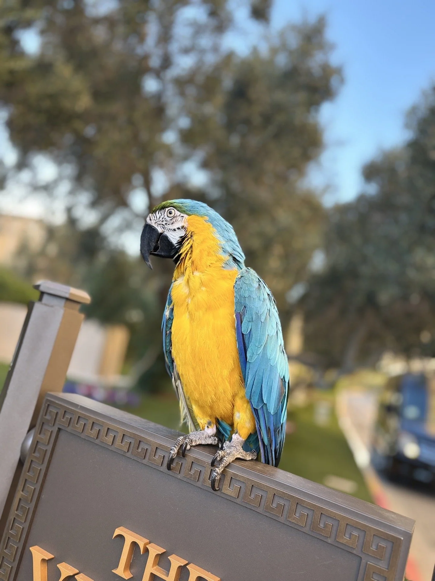 Colorful blue and yellow parrot perched on a decorative outdoor sign with trees and a blue sky in the background.