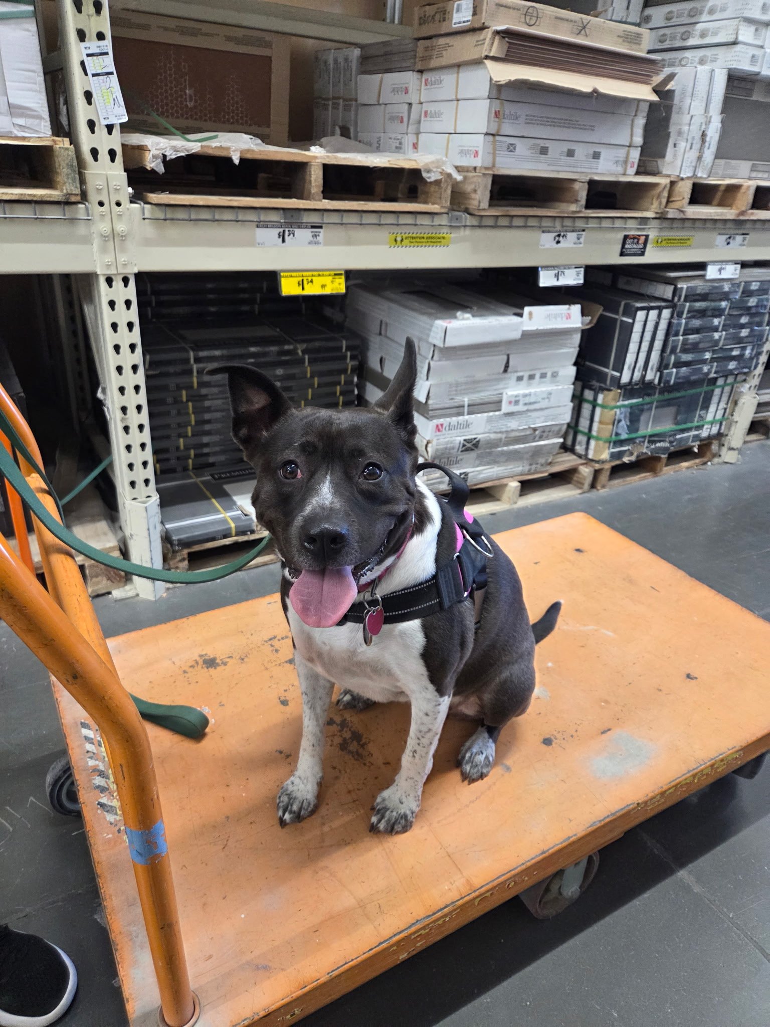 A dog with black and white fur, standing on a yellow warehouse cart, with a background of stacked boxes and pallets in a warehouse or store aisle.