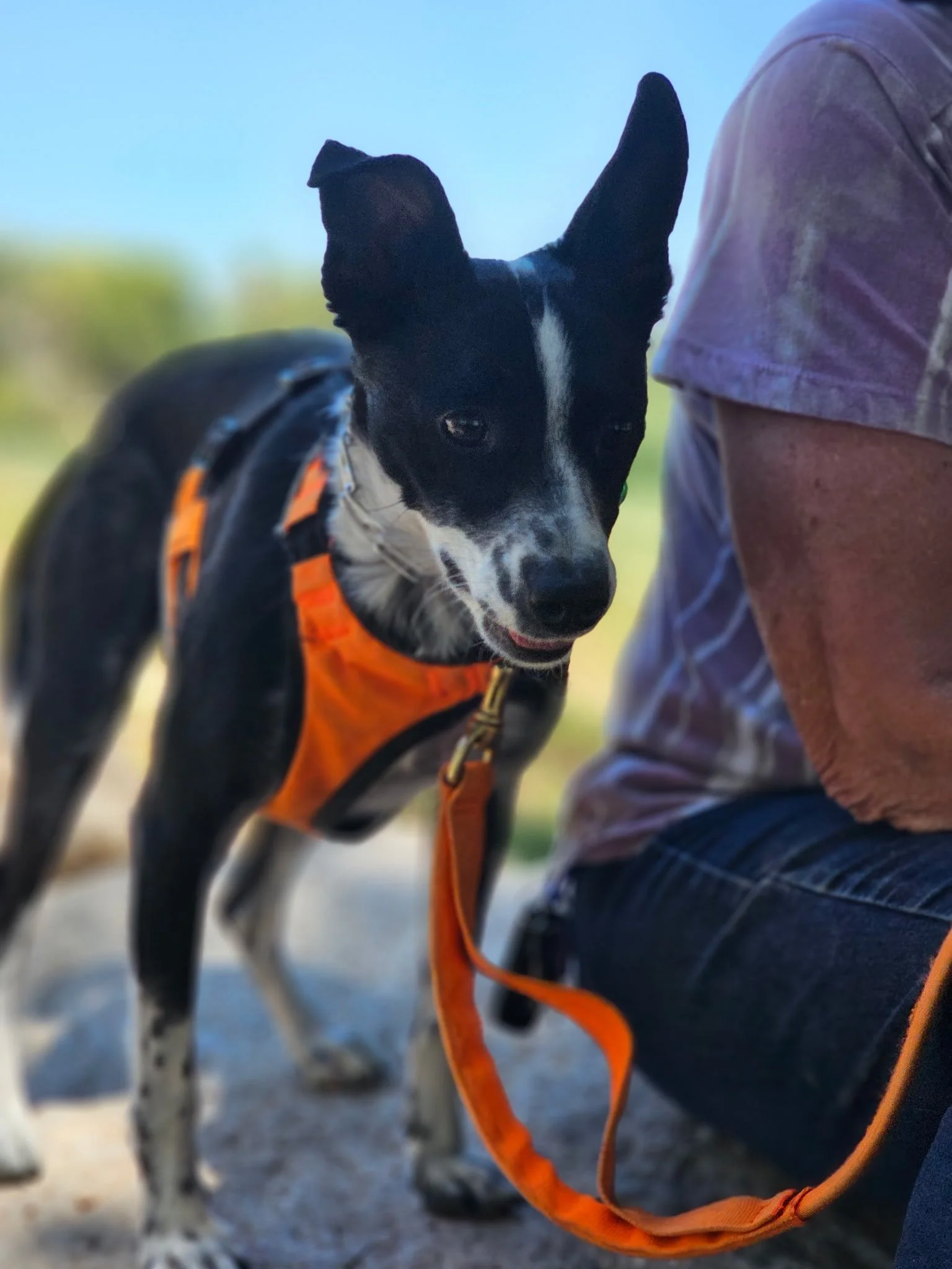 Close-up of a black and white dog with large ears wearing an orange harness, standing outdoors with a person nearby wearing a short-sleeve shirt, during the day.