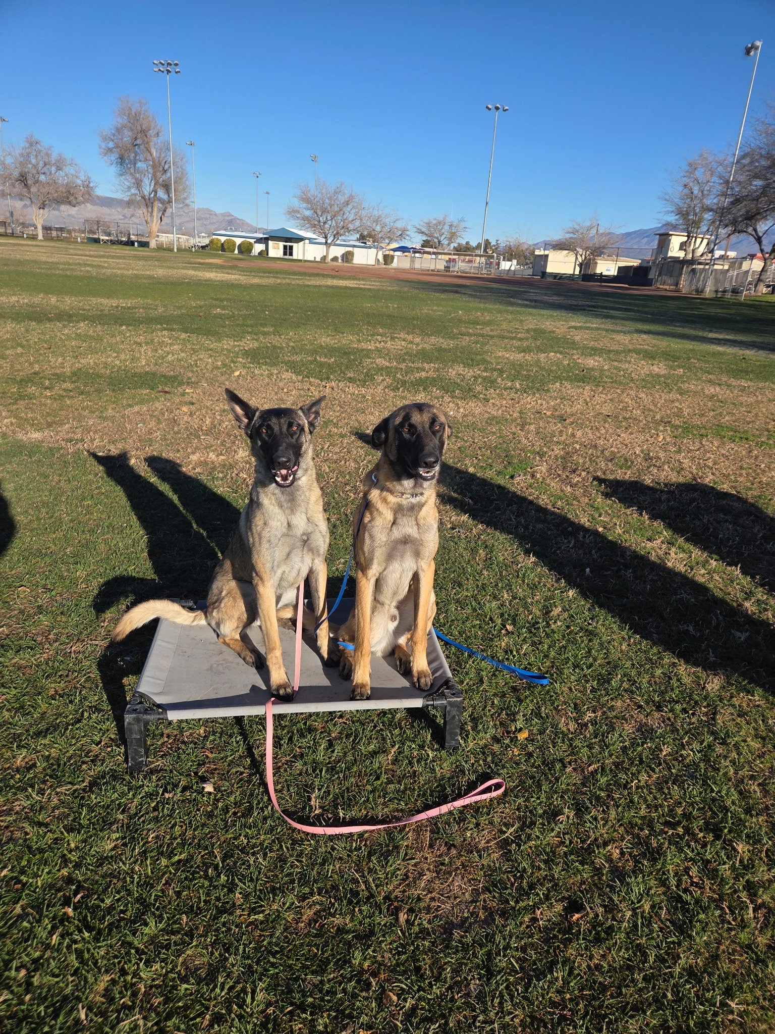 Two dogs sitting on a platform in a park with grass, trees, and tall light poles under a clear blue sky.