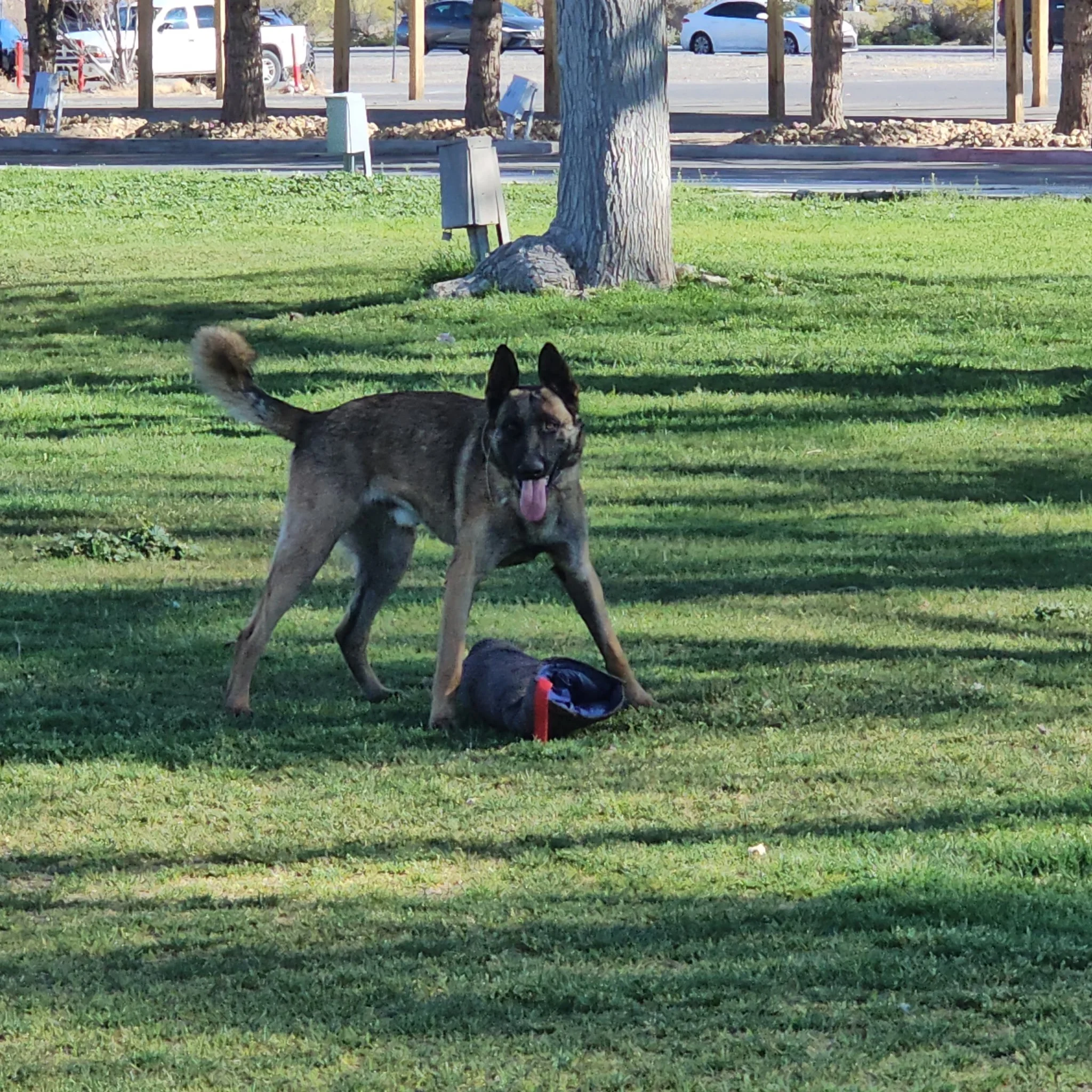 Dog with black and brown fur, ears up, standing on green grass in a park or yard, with trees and parked cars in the background.