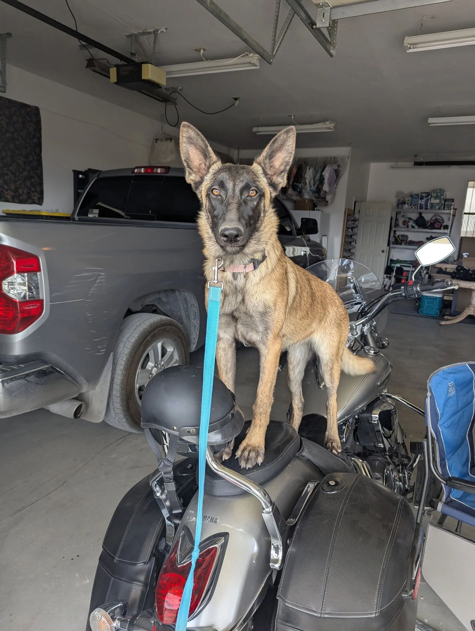 A police dog with a harness and leash sitting on a motorcycle in a garage with a pickup truck and various shelves and tools in the background.